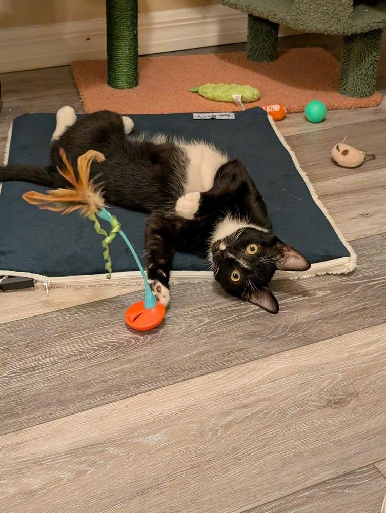 Wishbone, Adoptable, Kitten Male Domestic Short Hair.