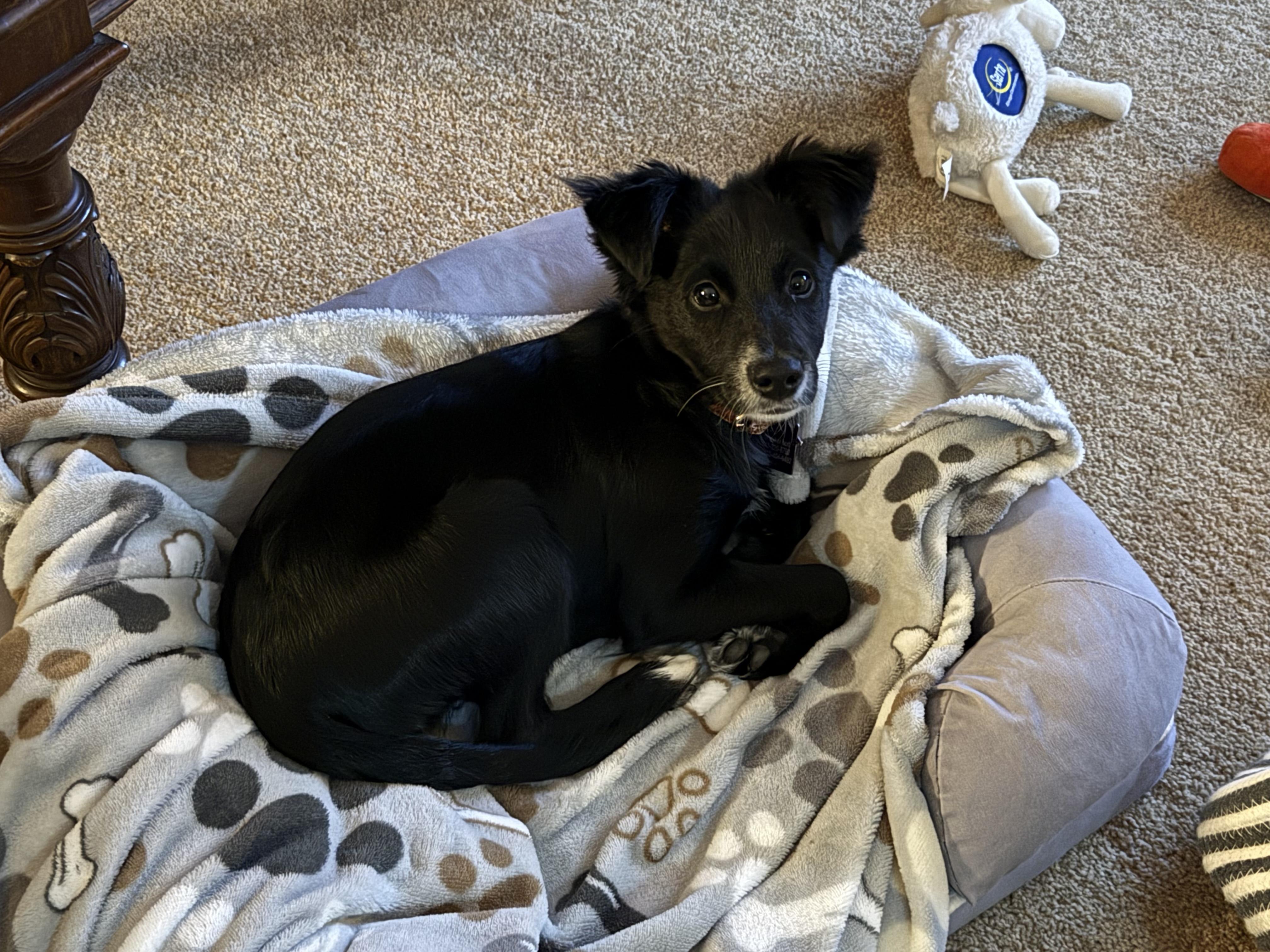 Coco Bean (watch my video)