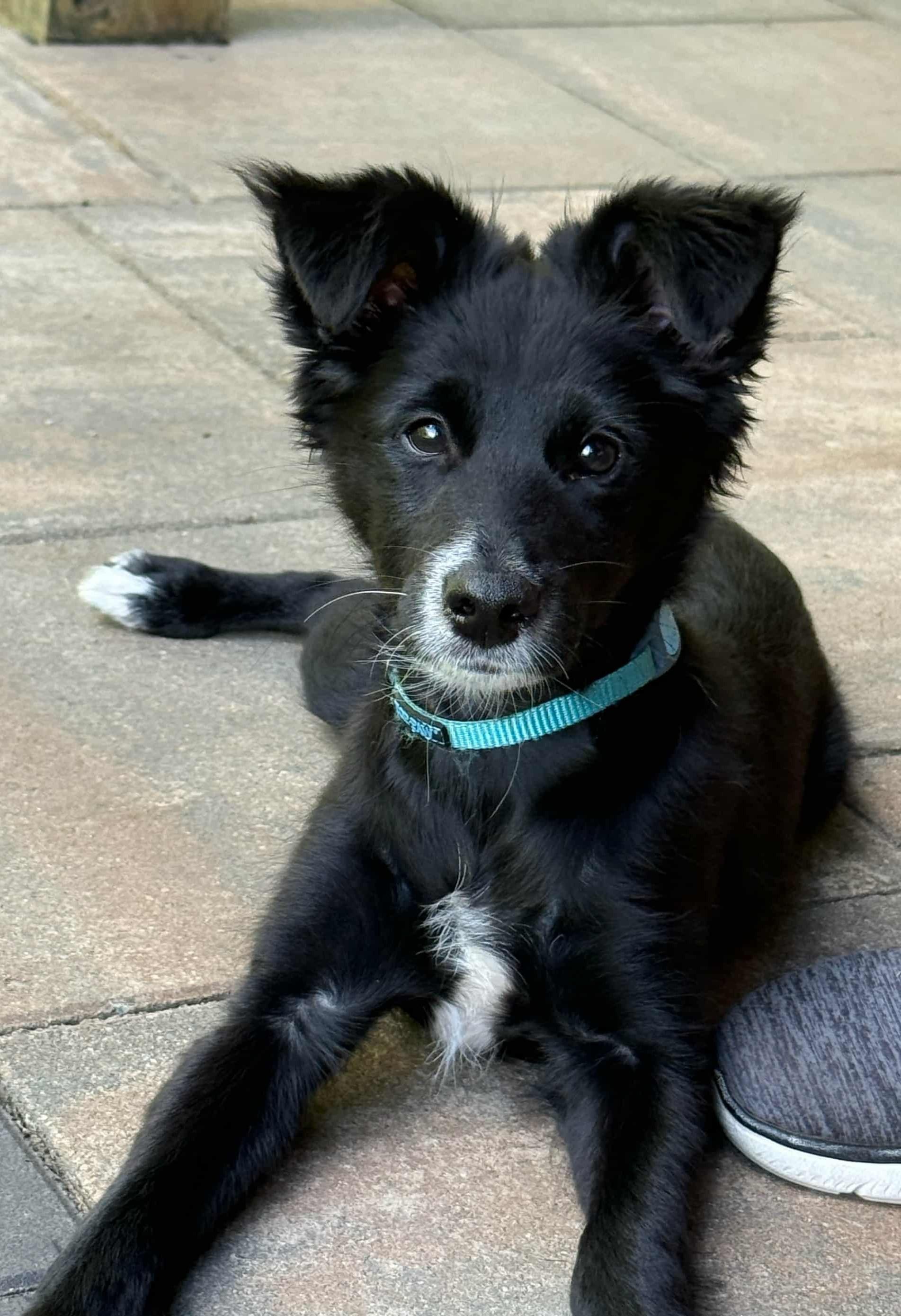 Coco Bean (watch my video)