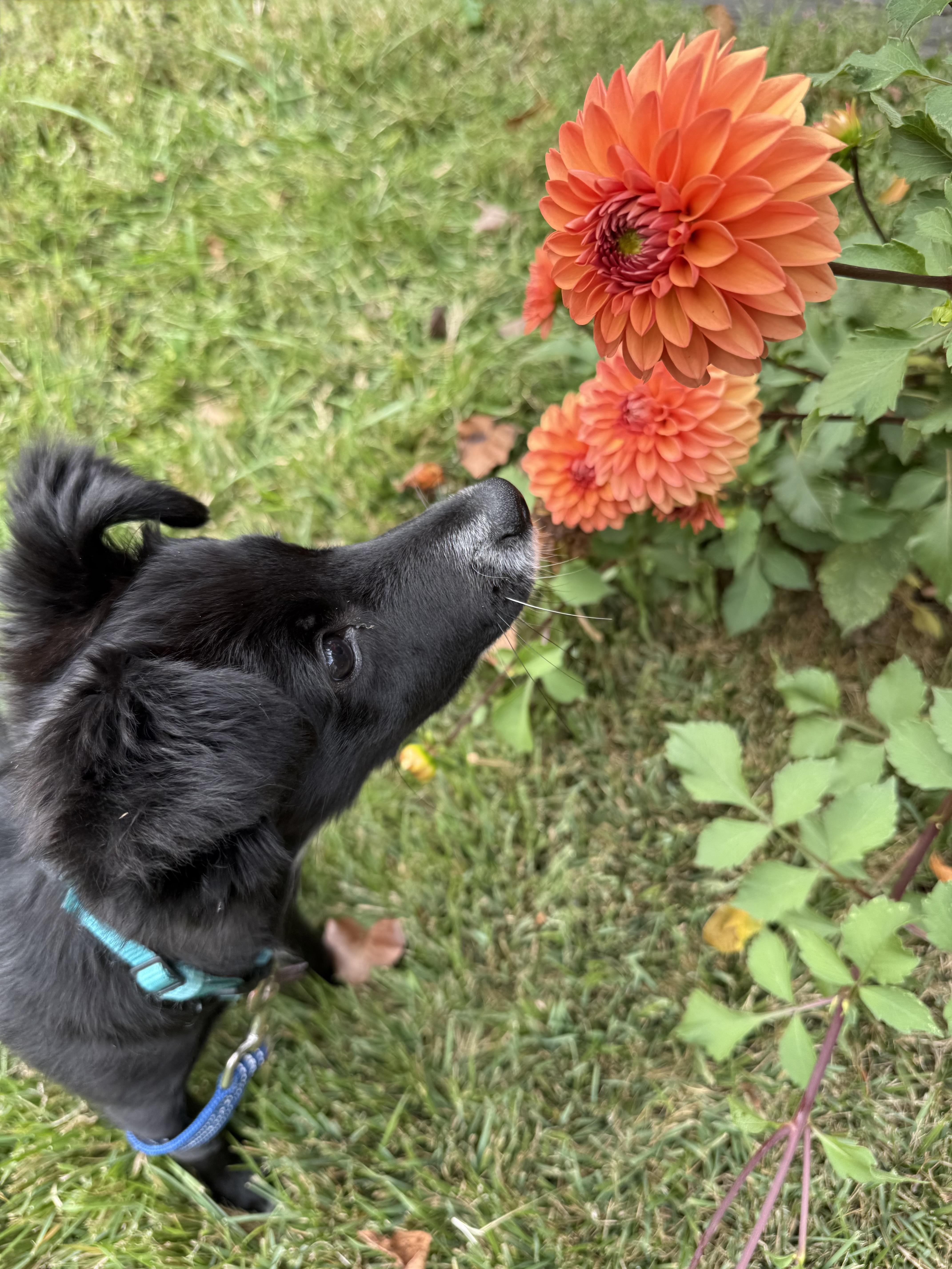 Coco Bean (watch my video)