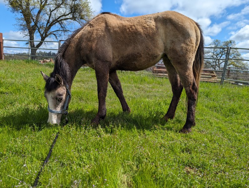 Trinity - Young/Non-Riding Companion, Adoptable, Young Female Grade.