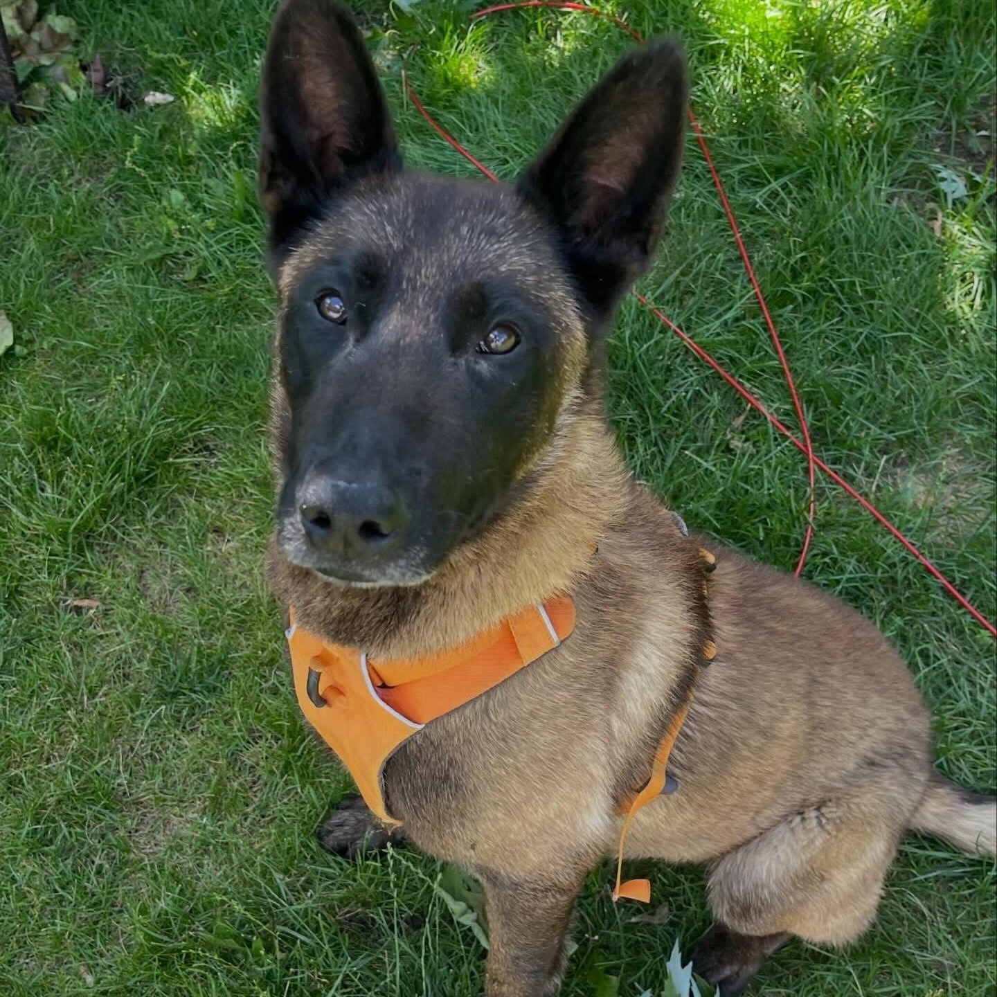 Maverick photo