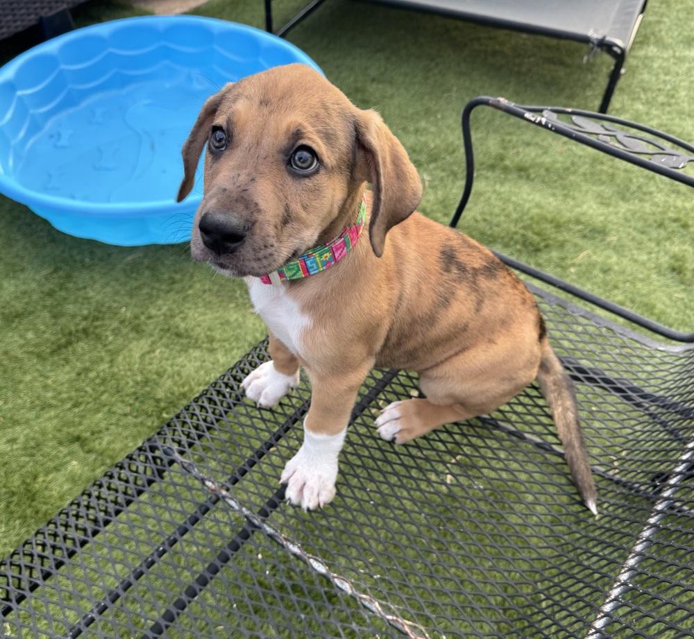 Enlarge Valentina, a Adoptable mixed breed in Warr Acres, OK image 1/6