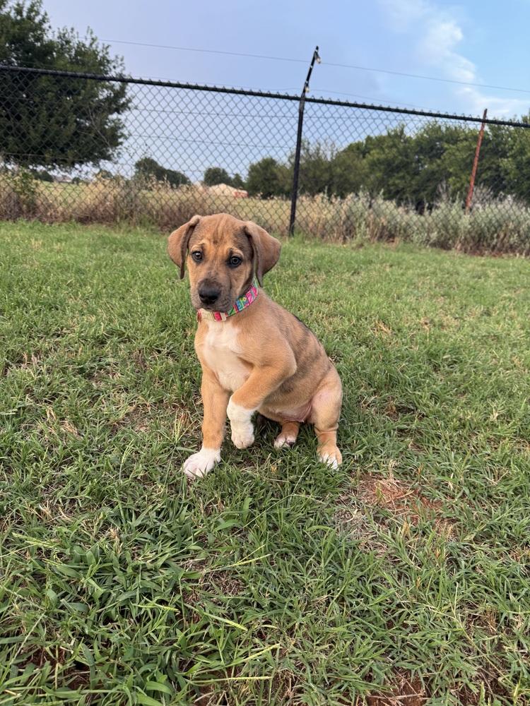 Enlarge Valentina, a Adoptable mixed breed in Warr Acres, OK image 2/6