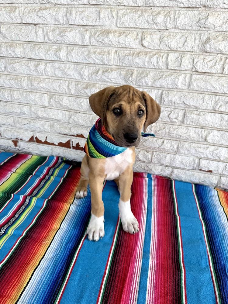 Enlarge Valentina, a Adoptable mixed breed in Warr Acres, OK image 3/6