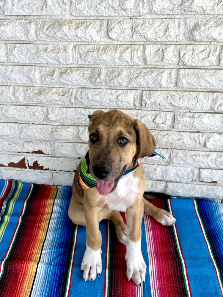 Enlarge Valentina, a Adoptable mixed breed in Warr Acres, OK image 4/6