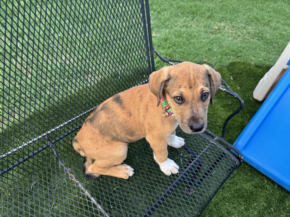 Enlarge Valentina, a Adoptable mixed breed in Warr Acres, OK image 5/6