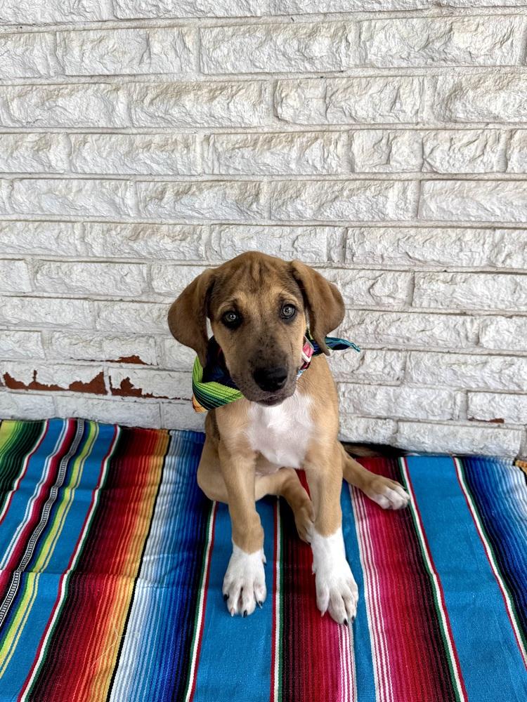 Enlarge Valentina, a Adoptable mixed breed in Warr Acres, OK image 6/6