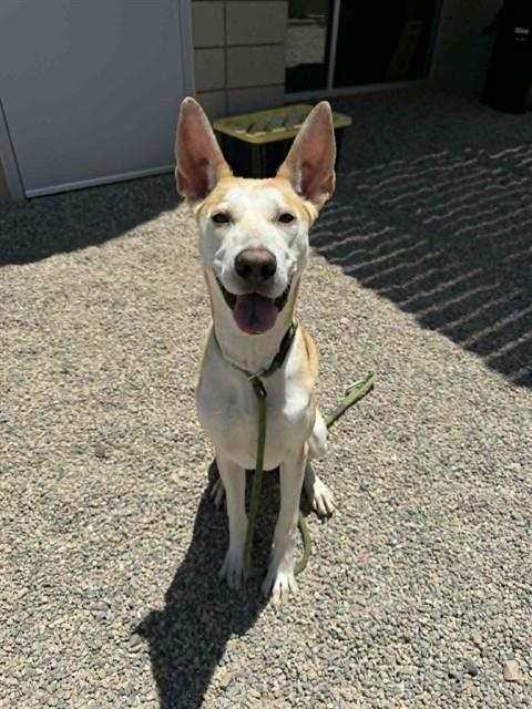 RADAR, Adoptable, Adult Male German Shepherd Dog & Mixed Breed.