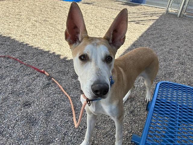 Enlarge RADAR, a Adoptable mixed breed in Mesa, AZ image 1/1