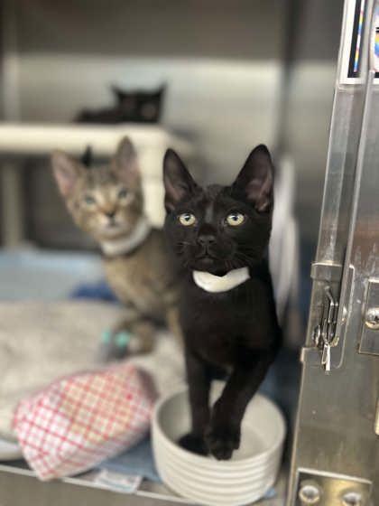 Fraser, Adoptable, Kitten Male Domestic Short Hair & Domestic Short Hair.