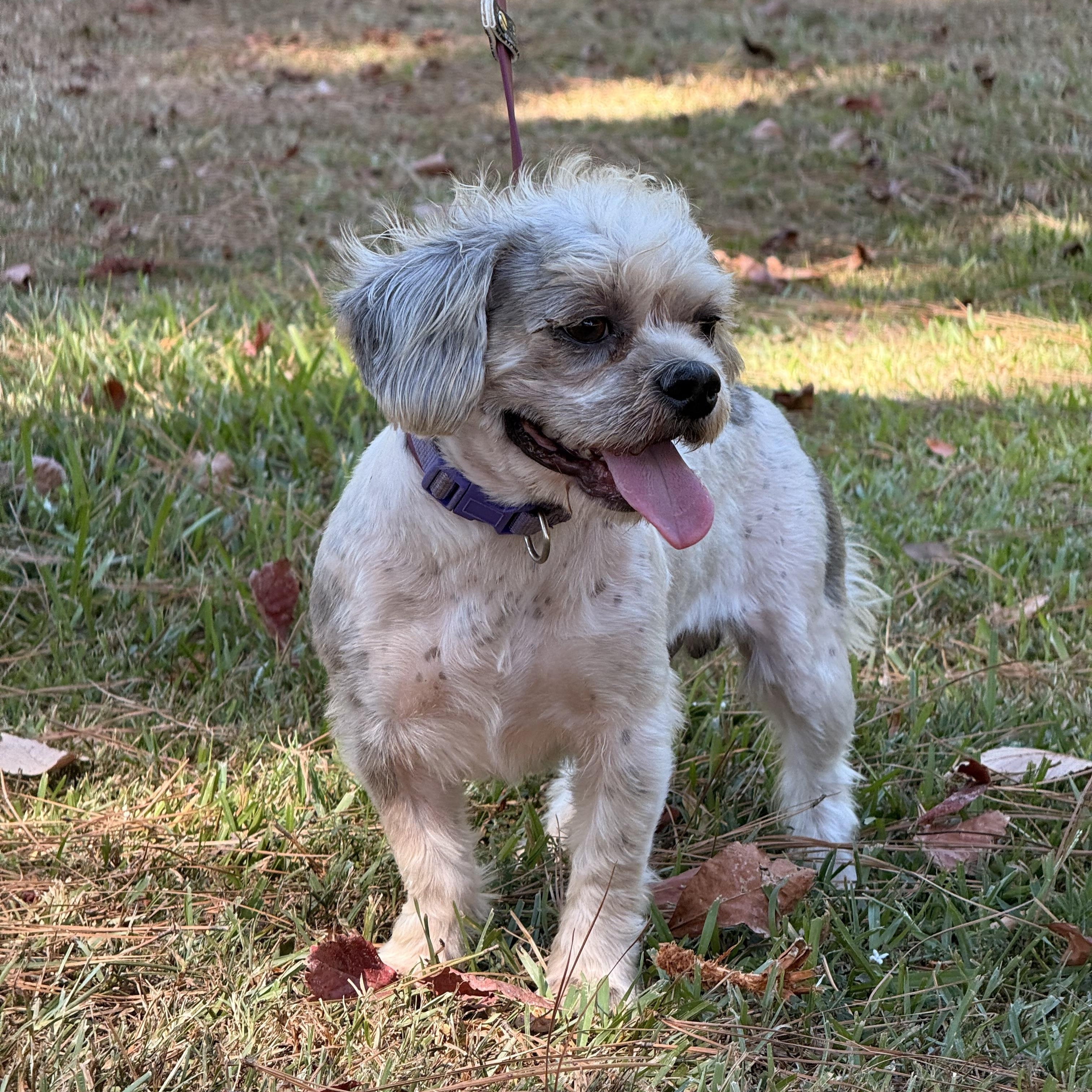 Enlarge Bixby, a Adoptable Shih Tzu in Texarkana, TX image 3/6