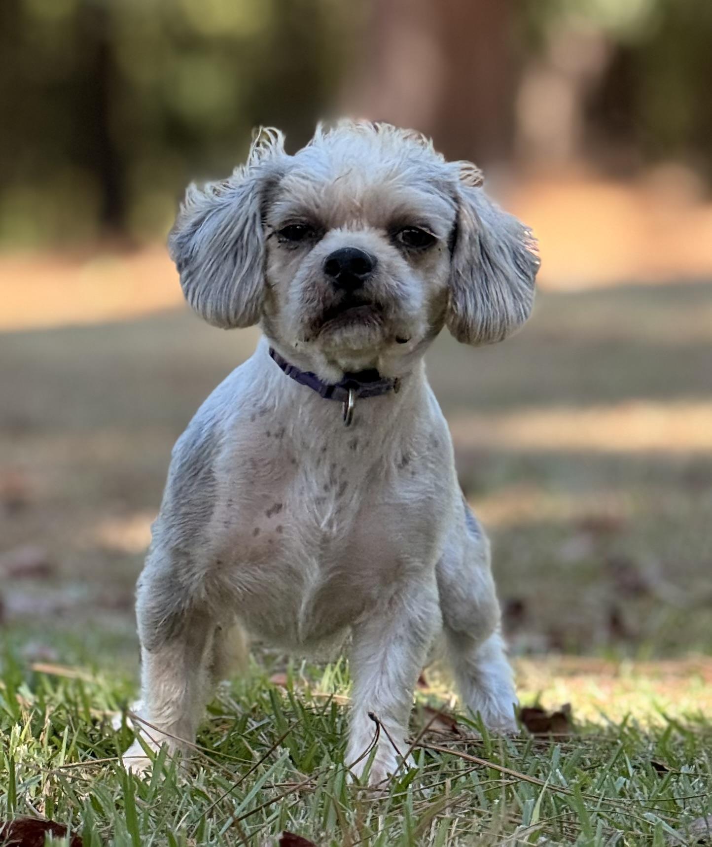 Enlarge Bixby, a Adoptable Shih Tzu in Texarkana, TX image 1/6