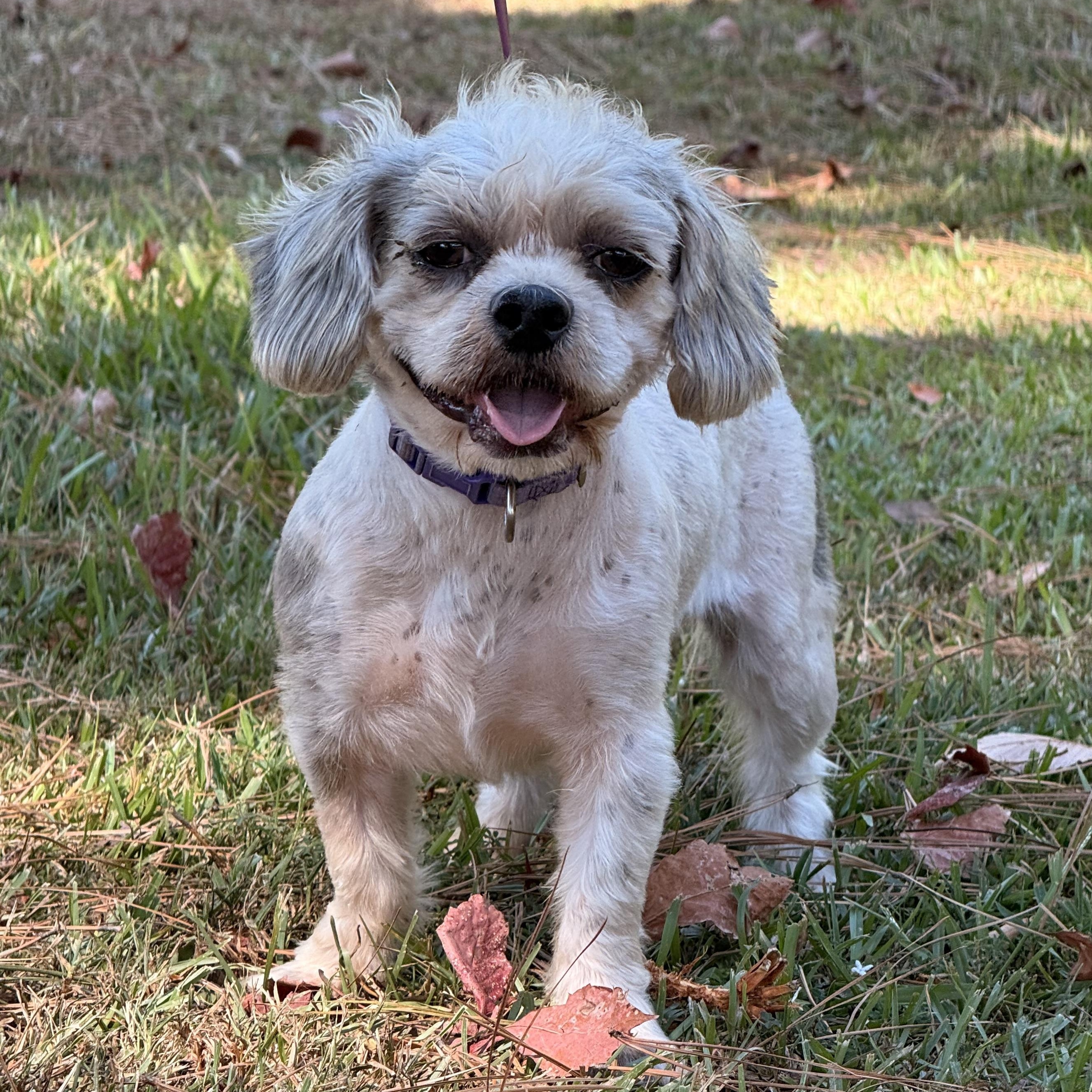 Enlarge Bixby, a Adoptable Shih Tzu in Texarkana, TX image 6/6