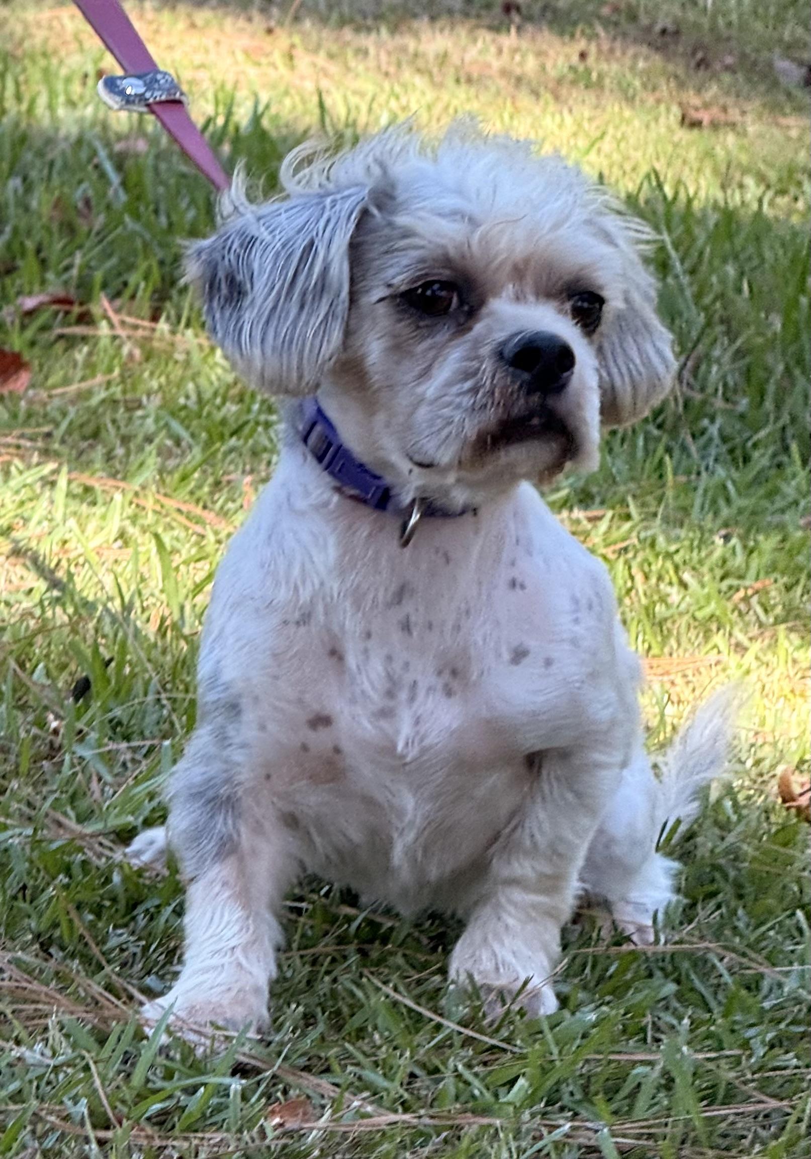 Enlarge Bixby, a Adoptable Shih Tzu in Texarkana, TX image 5/6