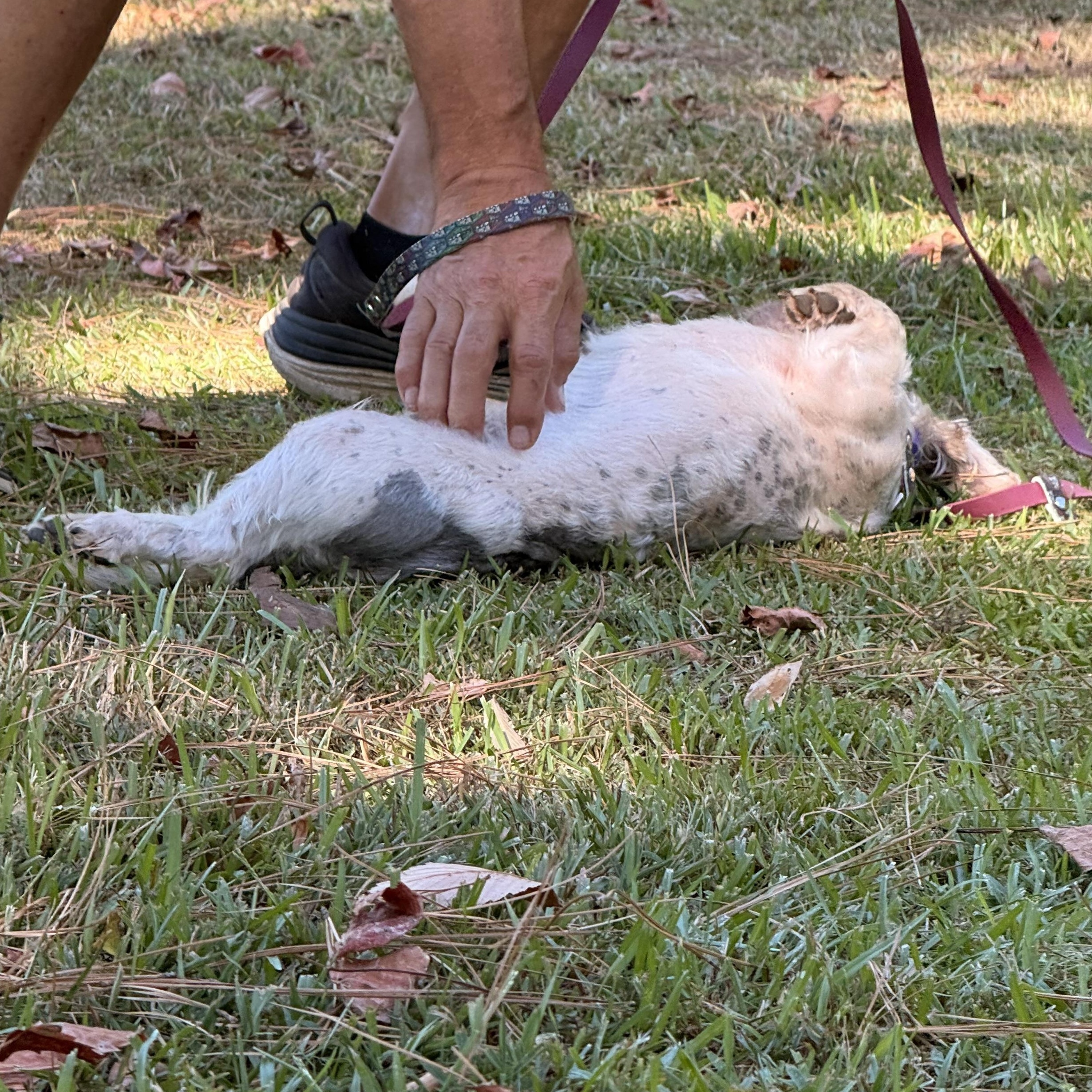 Enlarge Bixby, a Adoptable Shih Tzu in Texarkana, TX image 4/6