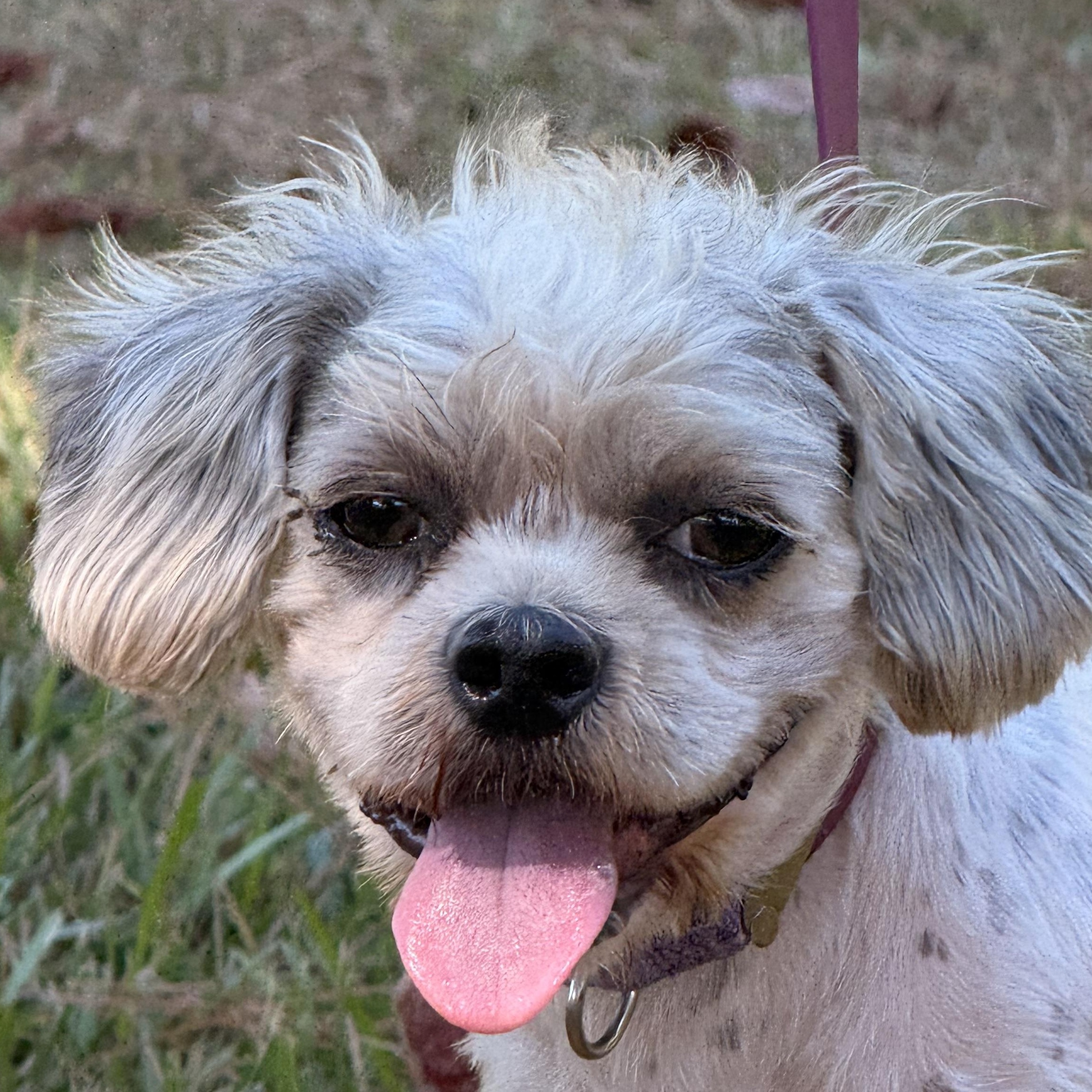 Enlarge Bixby, a Adoptable Shih Tzu in Texarkana, TX image 2/6