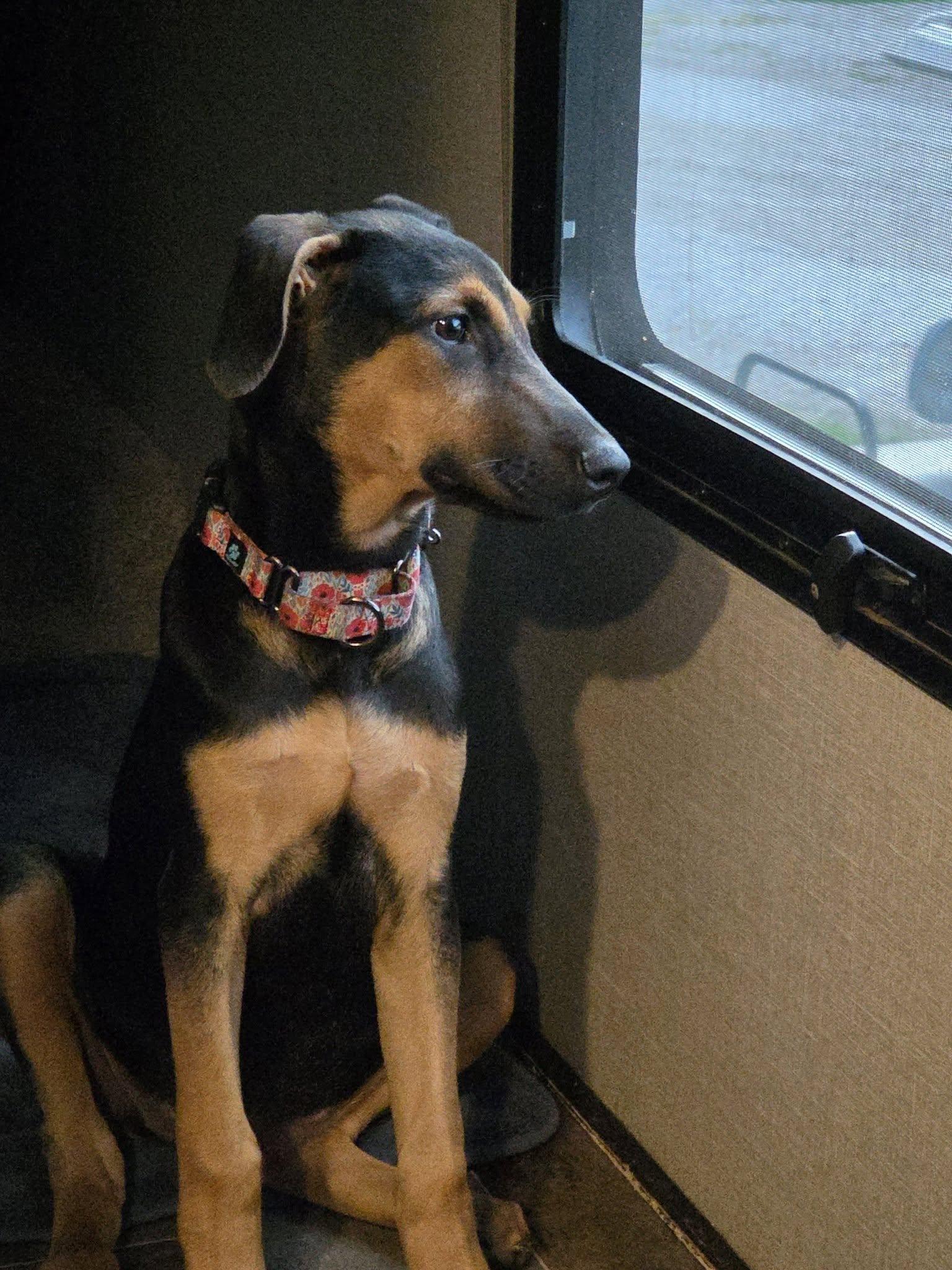 Enlarge Helen, a Adoptable mixed breed in Aurora, OH image 2/3