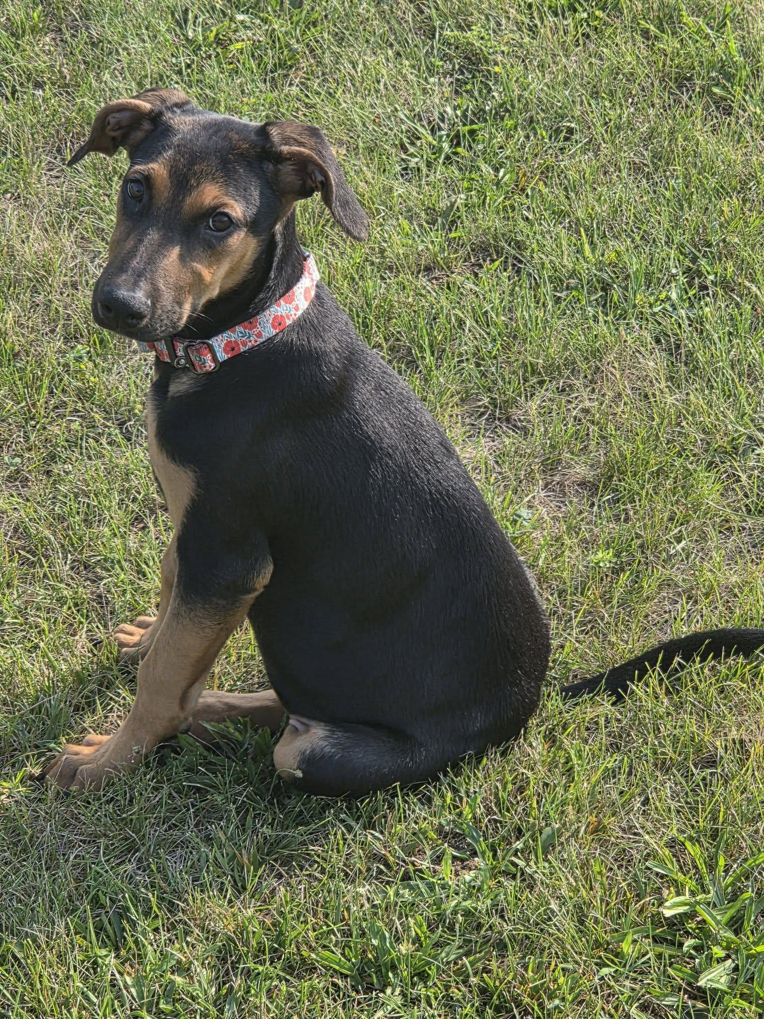 Enlarge Helen, a Adoptable mixed breed in Aurora, OH image 3/3