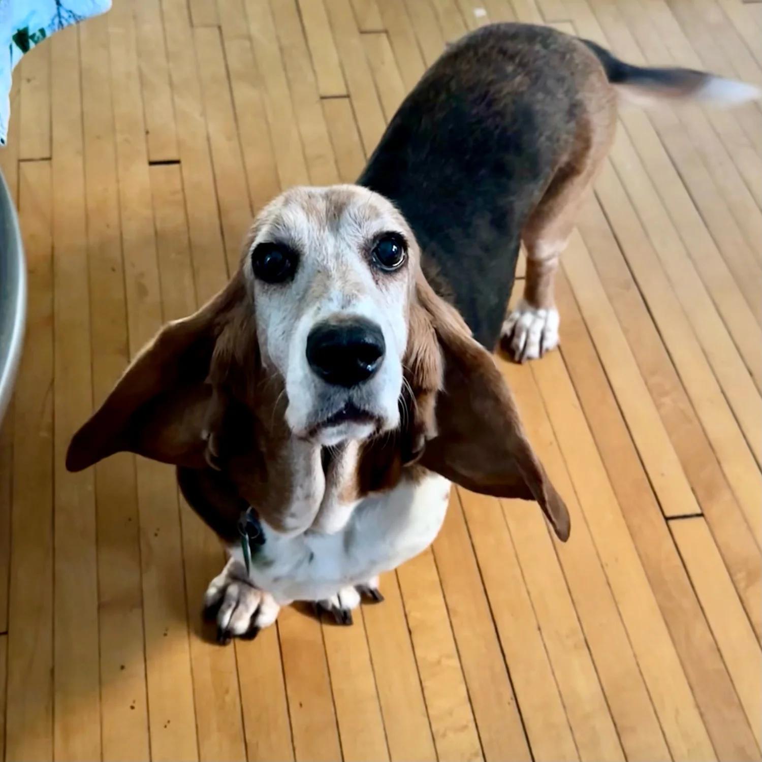 Enlarge Emma, a ADOPTABLE Basset Hound in St. Paul, MN image 1/4