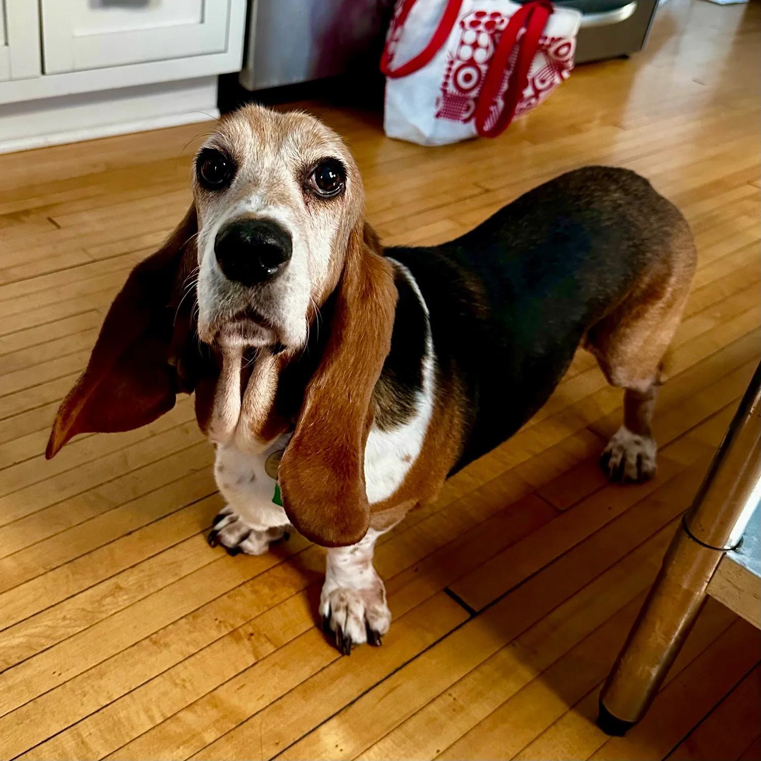 Enlarge Emma, a ADOPTABLE Basset Hound in St. Paul, MN image 3/4