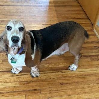 Enlarge Emma, a ADOPTABLE Basset Hound in St. Paul, MN image 2/4