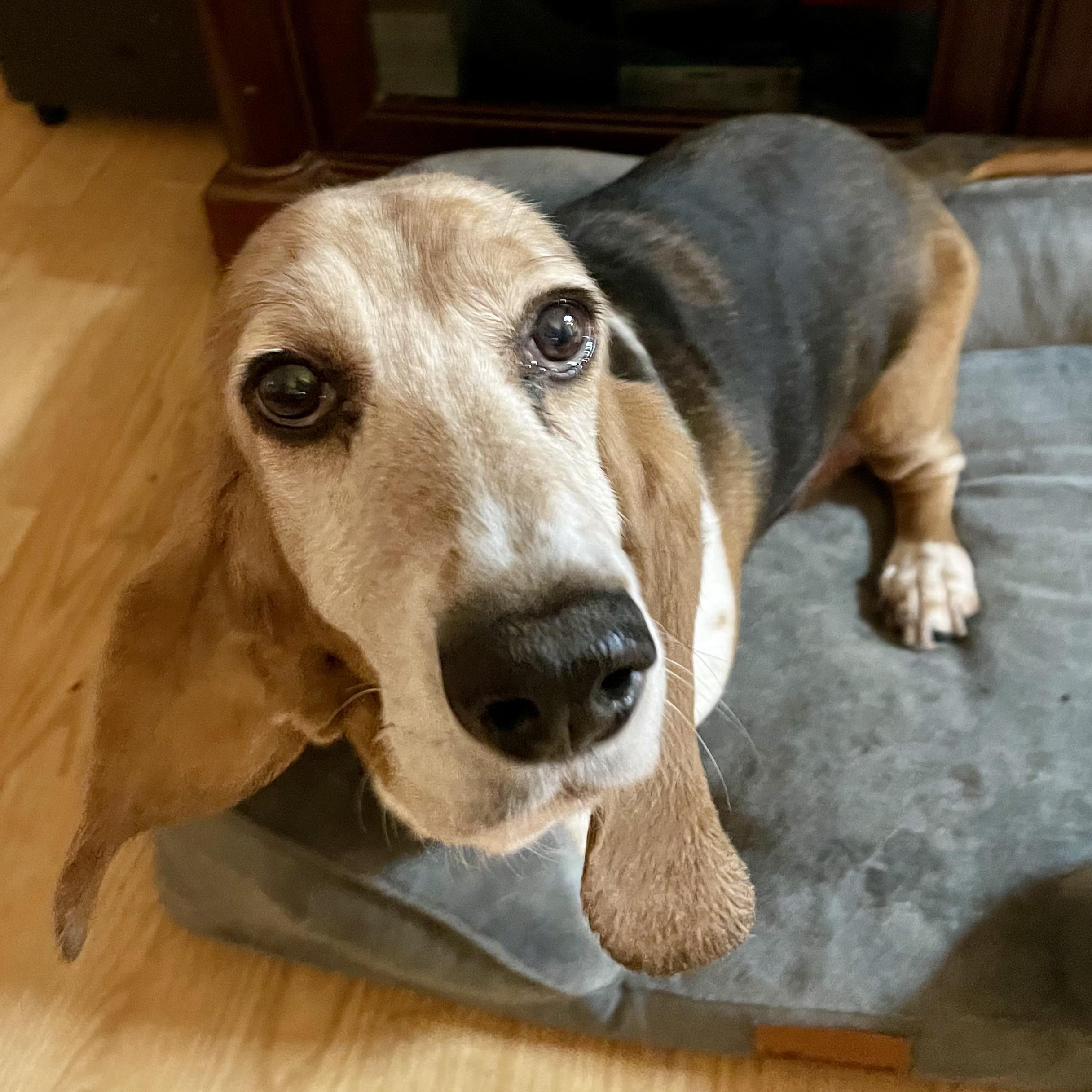 Enlarge Emma, a ADOPTABLE Basset Hound in St. Paul, MN image 5/5