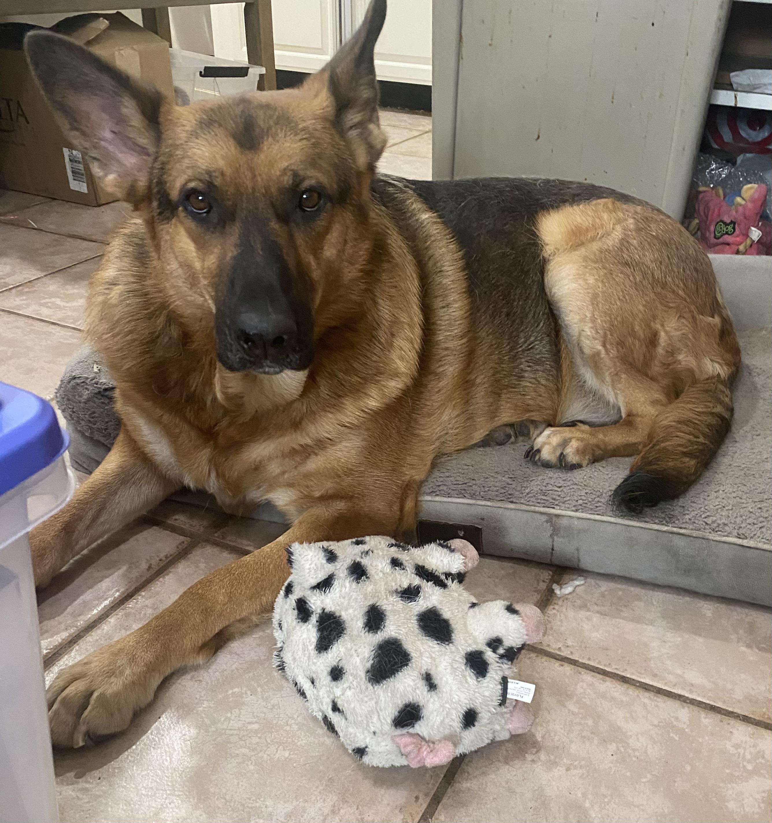 Enlarge Hope (URGENT FOSTER NEEDED), a Adoptable mixed breed in Tracy, CA image 1/6