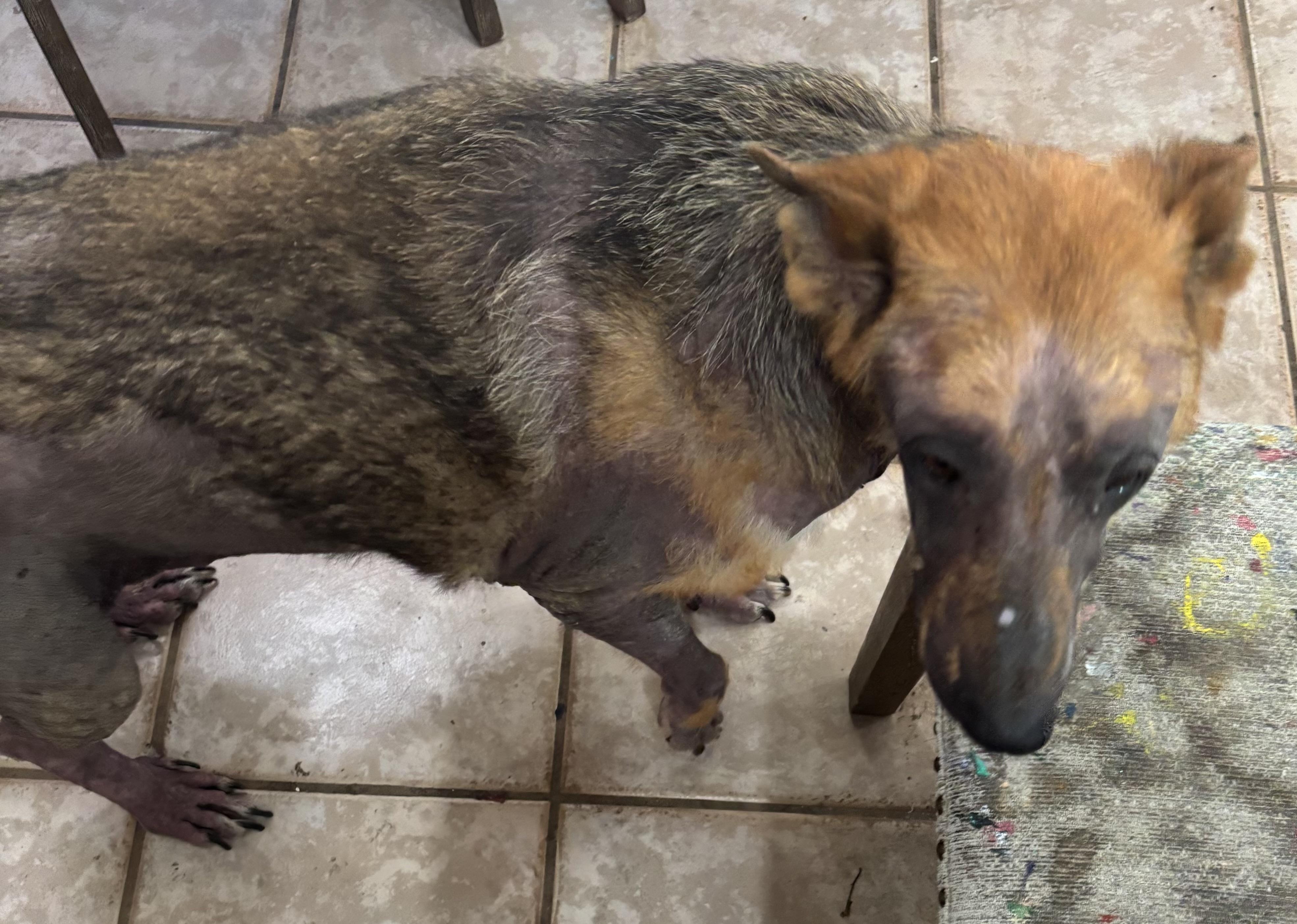 Enlarge Hope (URGENT FOSTER NEEDED), a Adoptable mixed breed in Tracy, CA image 5/6
