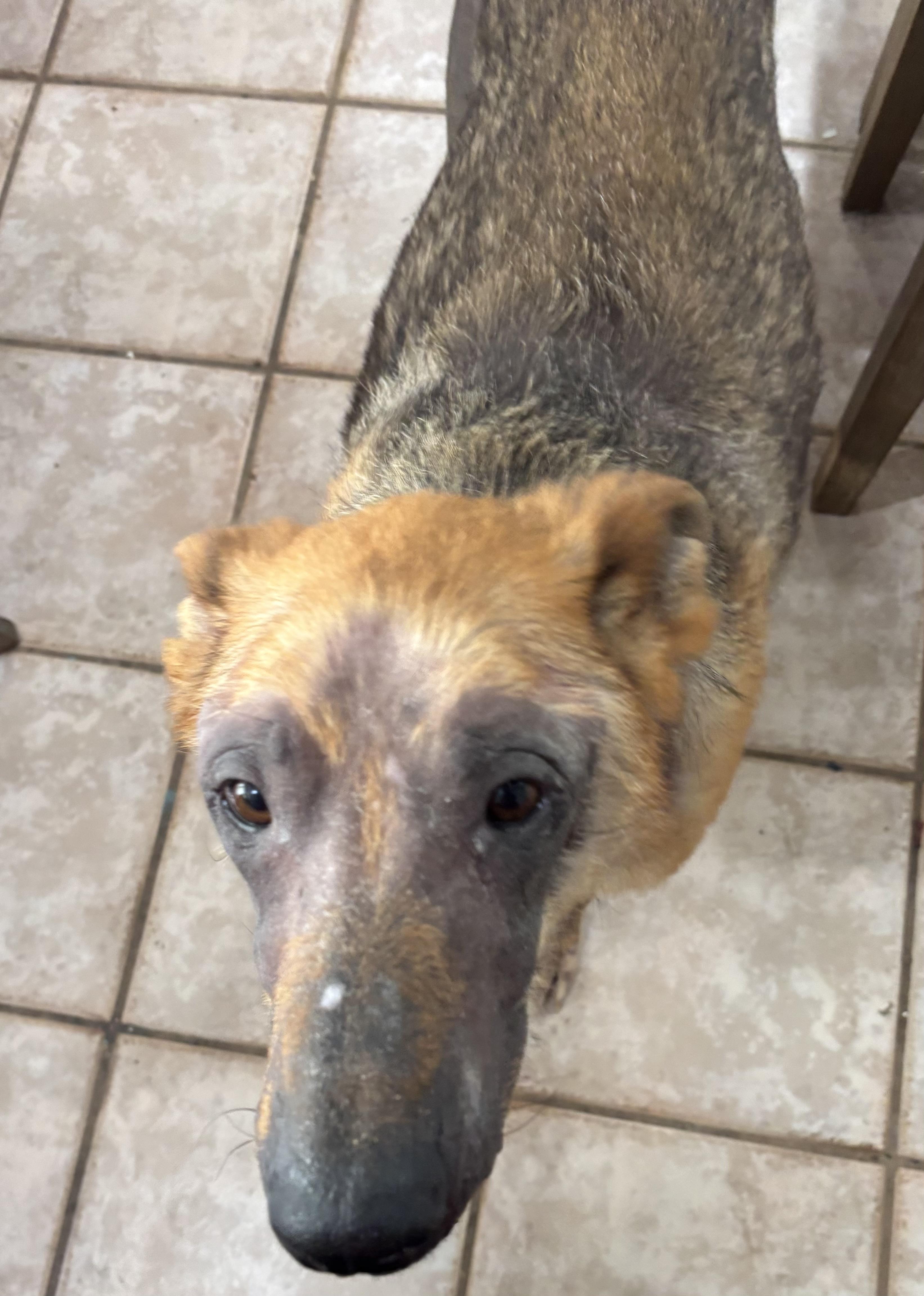 Enlarge Hope (URGENT FOSTER NEEDED), a Adoptable mixed breed in Tracy, CA image 6/6
