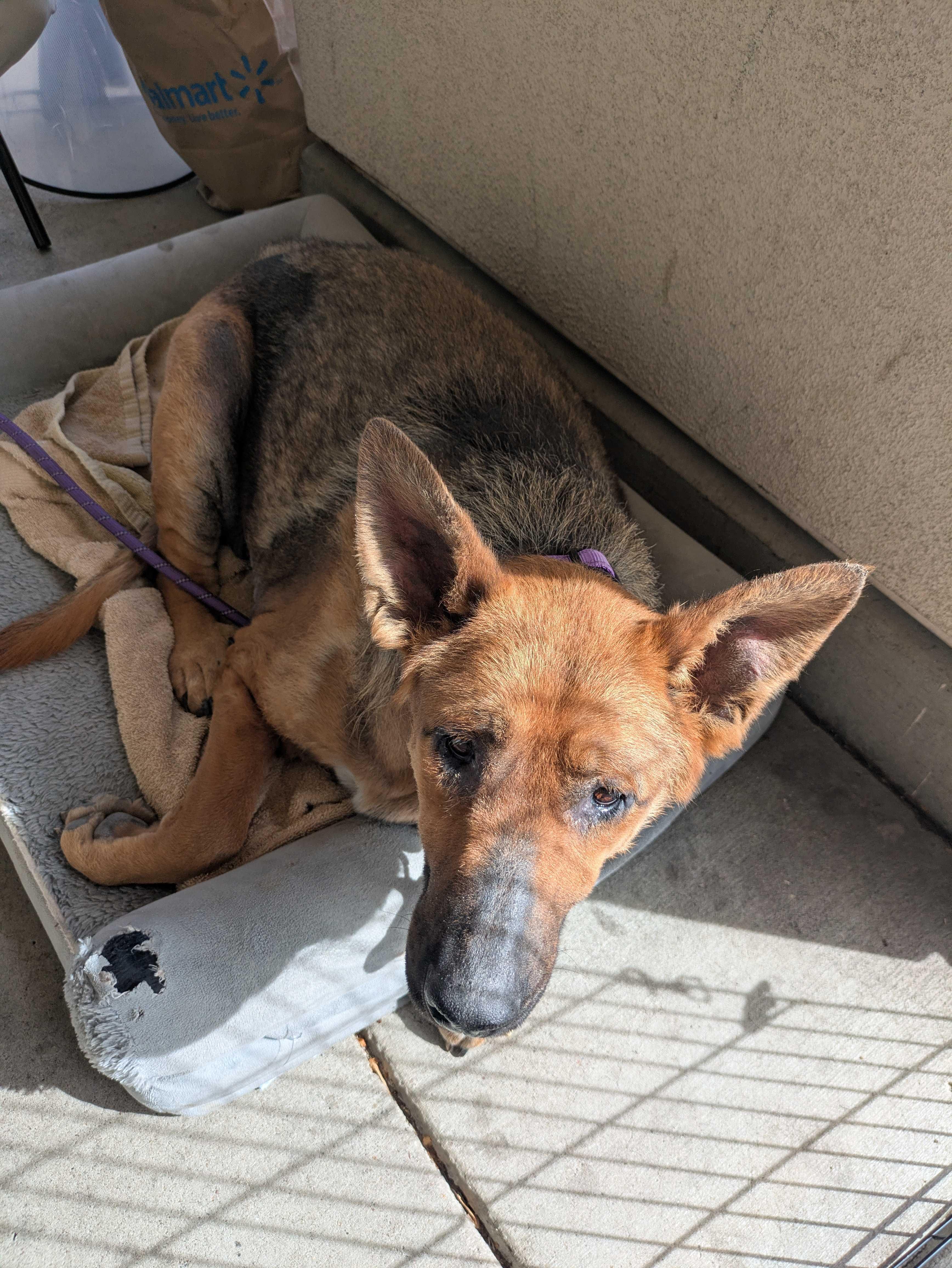 Hope (URGENT FOSTER NEEDED), Adoptable, Adult Female German Shepherd Dog.