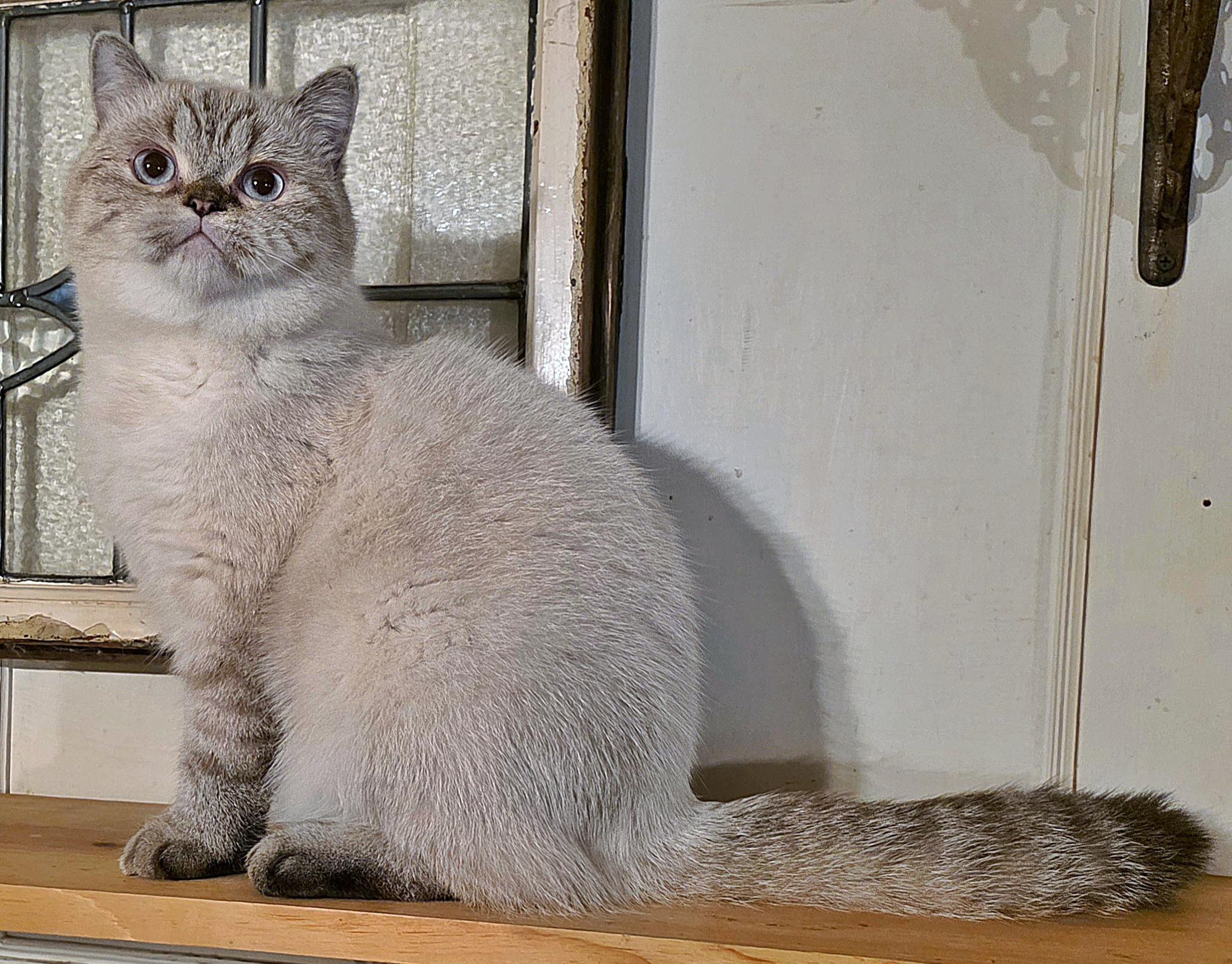 Polluck - Adoptable Pet | Petfinder | Petfinder