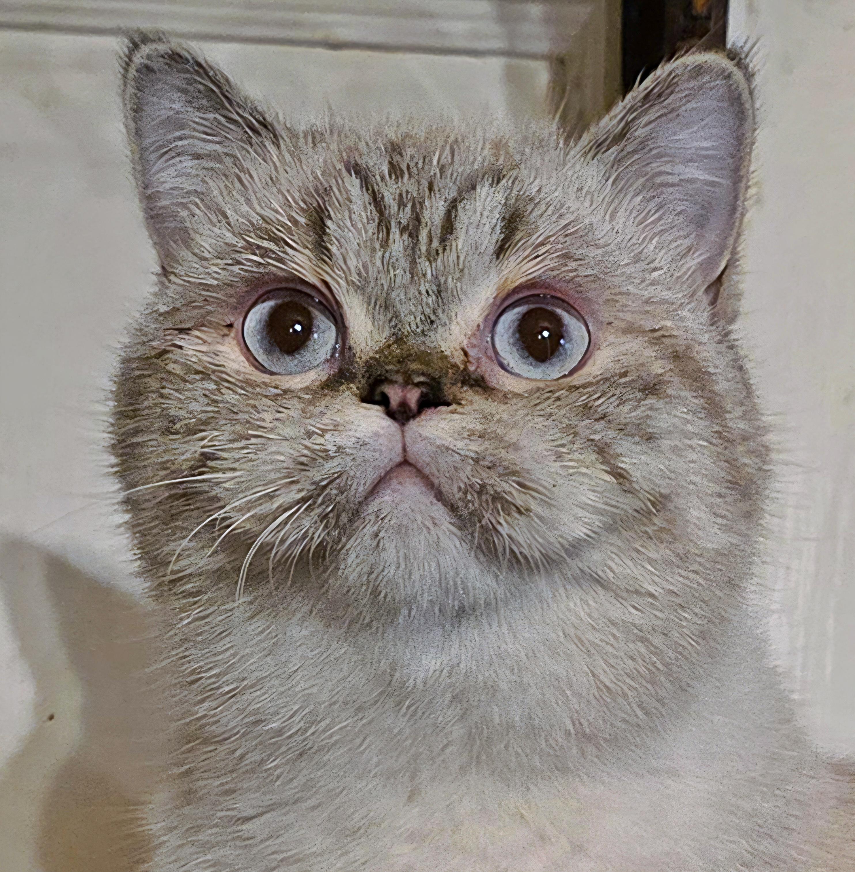 Polluck - Adoptable Pet | Petfinder | Petfinder