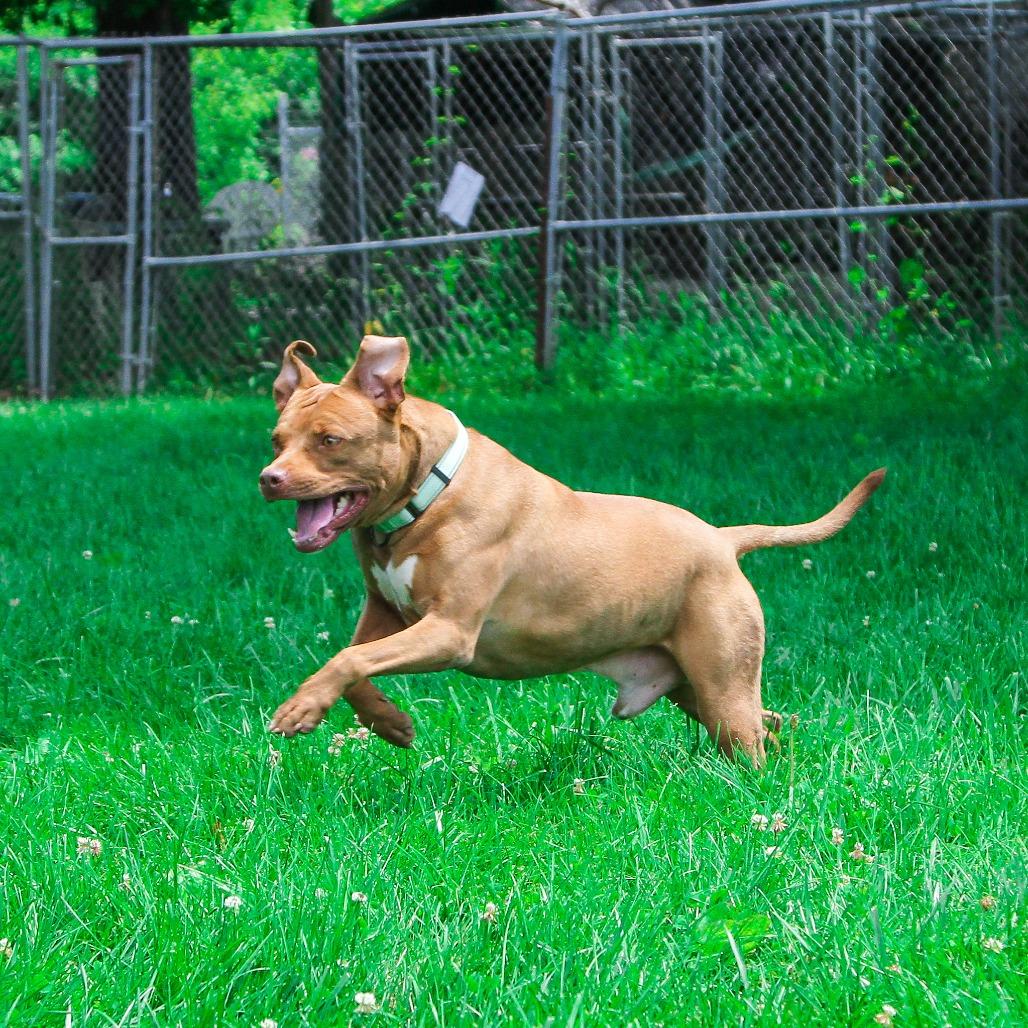 Enlarge Bob, a Adoptable Pit Bull Terrier in Columbia, MO image 1/6