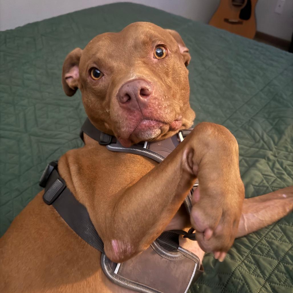 Enlarge Bob, a Adoptable Pit Bull Terrier in Columbia, MO image 2/6