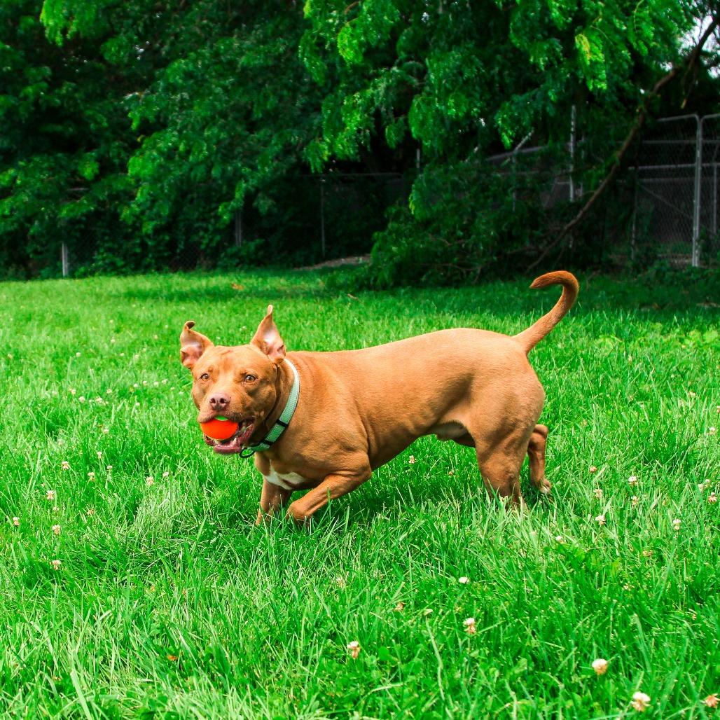 Enlarge Bob, a Adoptable Pit Bull Terrier in Columbia, MO image 2/6