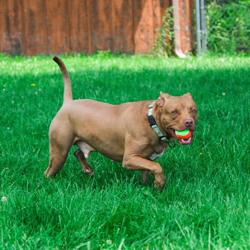 Enlarge Bob, a Adoptable Pit Bull Terrier in Columbia, MO image 3/6