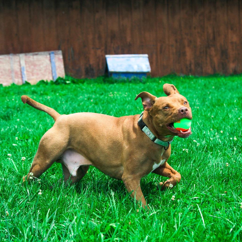 Enlarge Bob, a Adoptable Pit Bull Terrier in Columbia, MO image 4/6