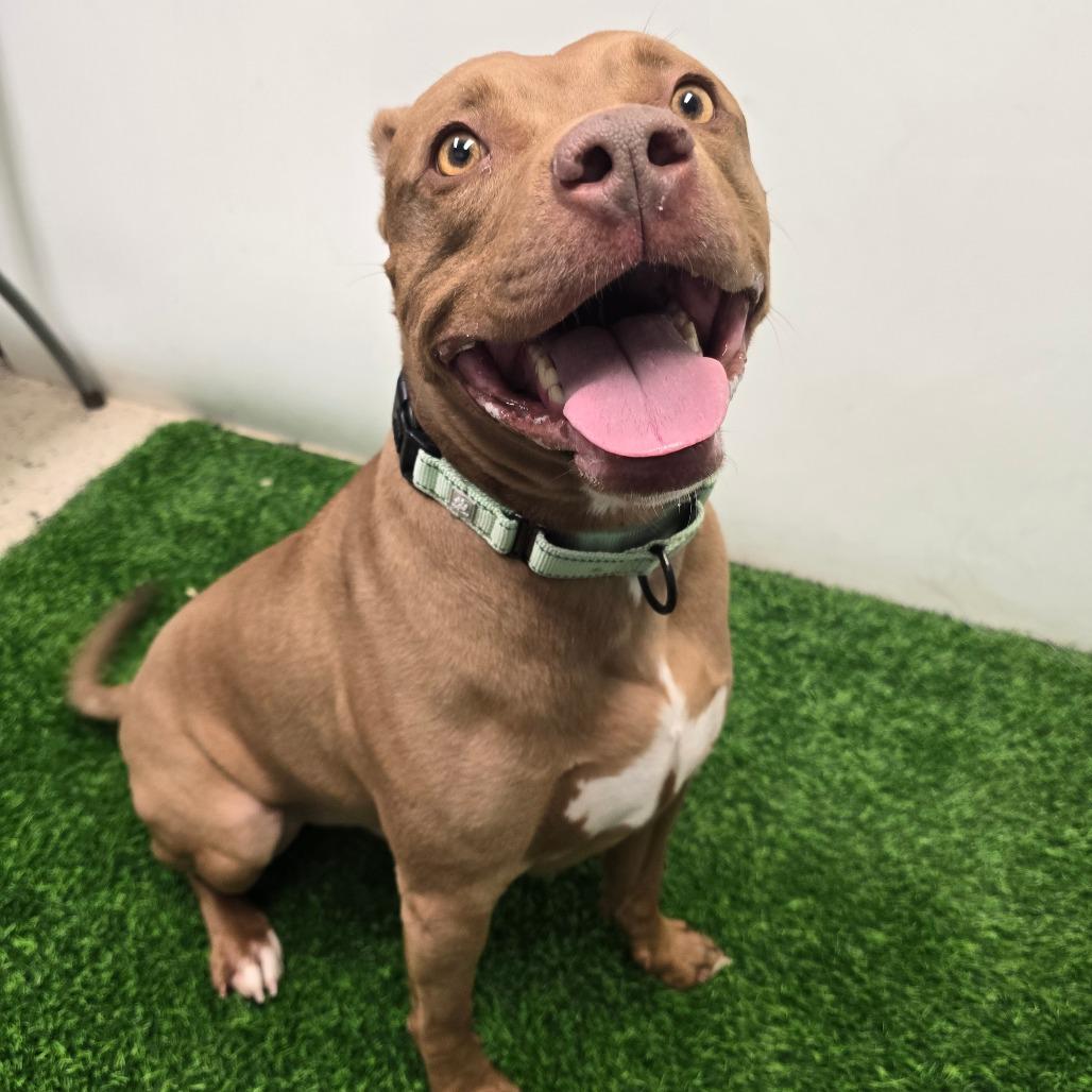 Enlarge Bob, a Adoptable Pit Bull Terrier in Columbia, MO image 5/6