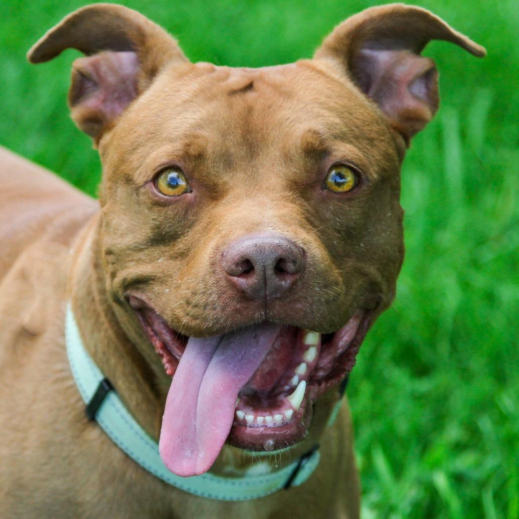 Enlarge Bob, a Adoptable Pit Bull Terrier in Columbia, MO image 6/6