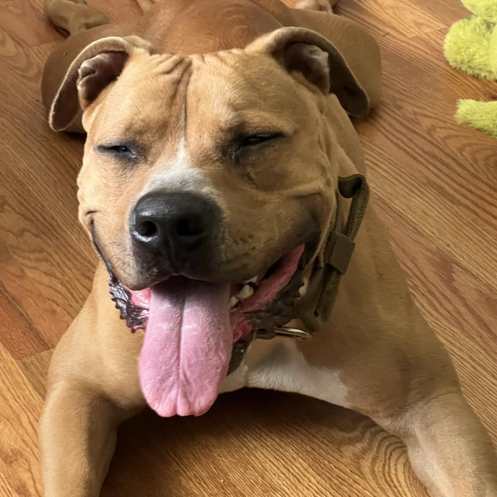 Enlarge Curly Fry, a Adoptable Mixed Breed in Decatur, GA image 1/6