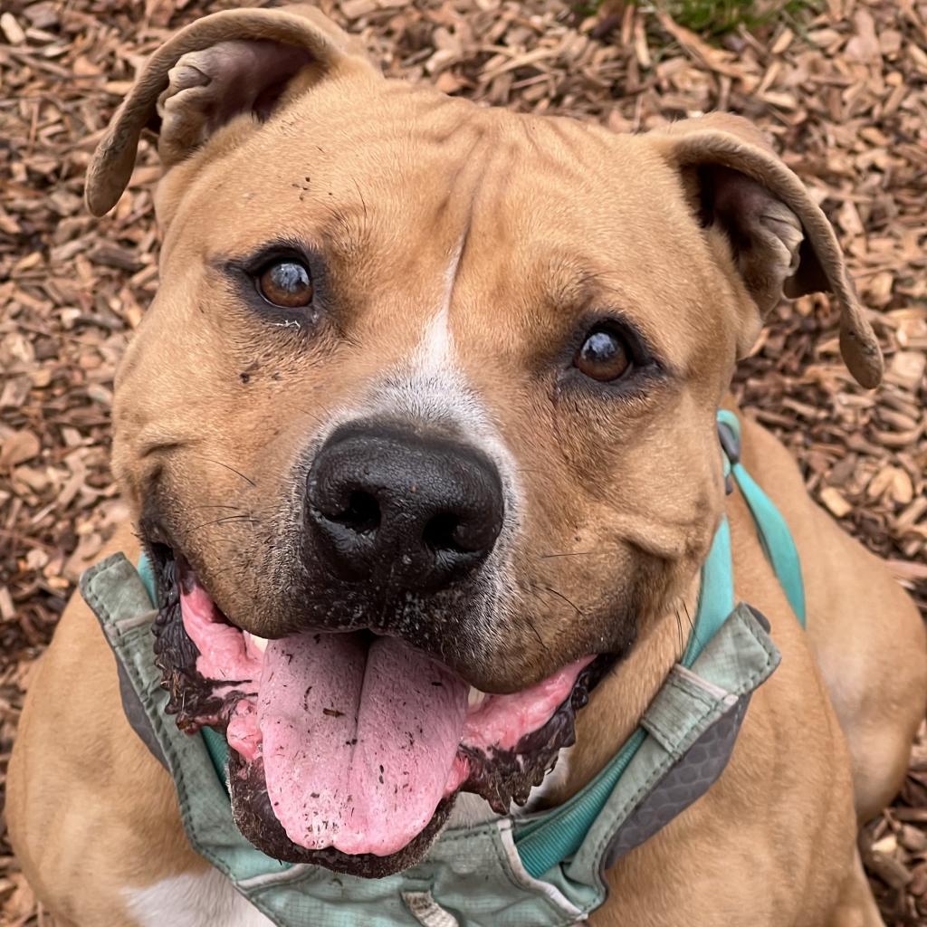 Enlarge Curly Fry, a Adoptable Mixed Breed in Decatur, GA image 2/6