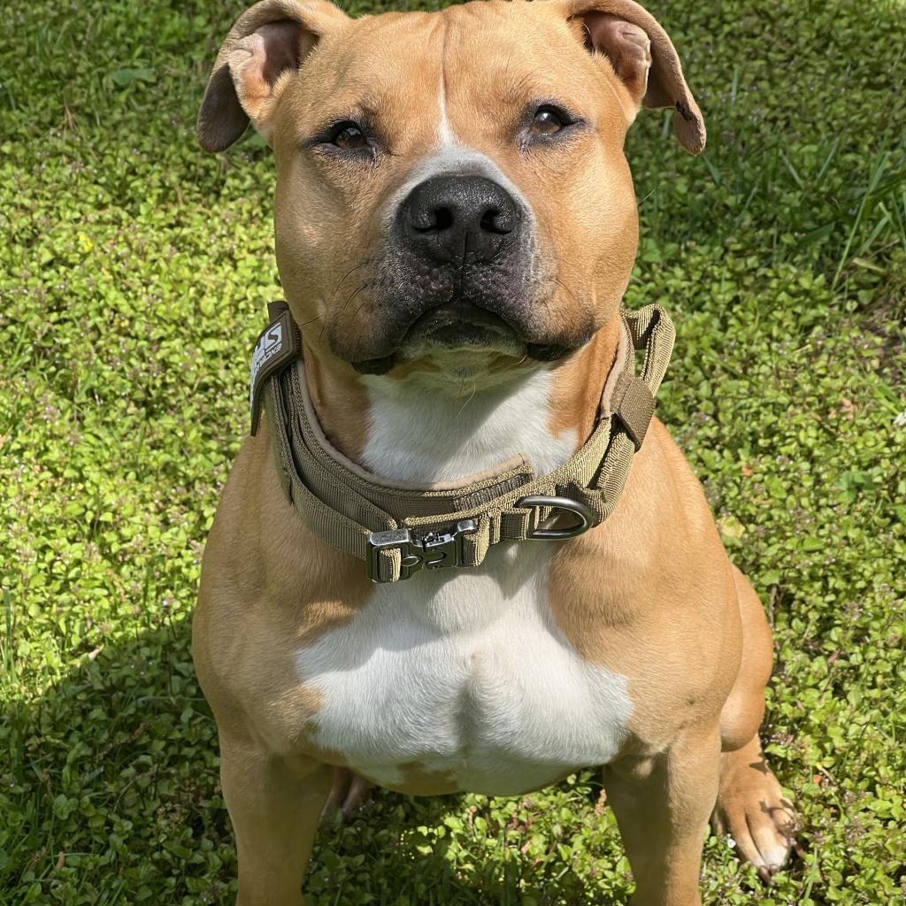 Enlarge Curly Fry, a Adoptable Mixed Breed in Decatur, GA image 3/6