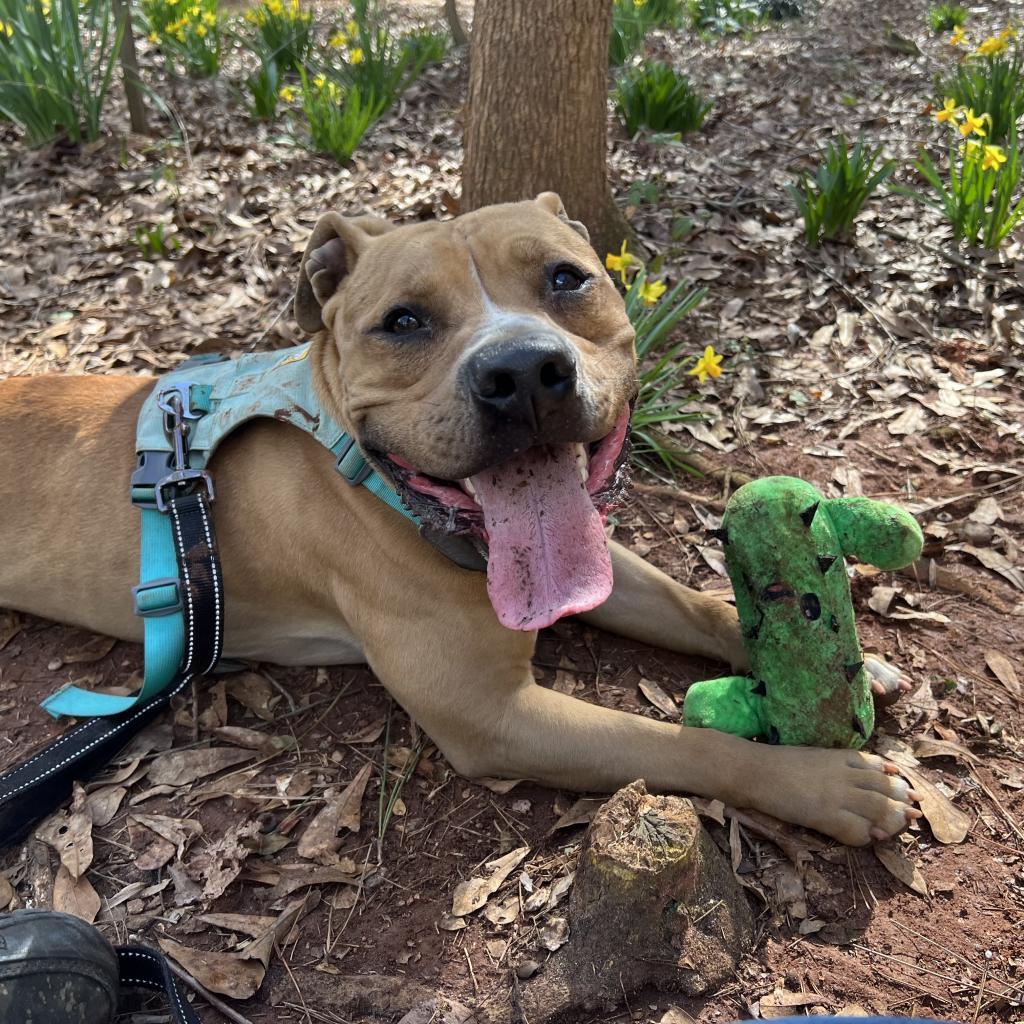 Enlarge Curly Fry, a Adoptable Mixed Breed in Decatur, GA image 4/6
