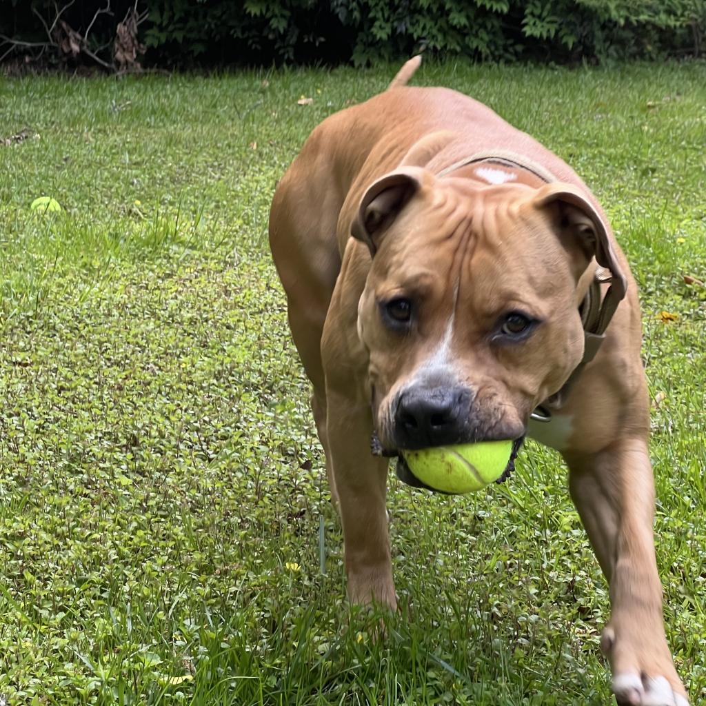 Enlarge Curly Fry, a Adoptable Mixed Breed in Decatur, GA image 5/6