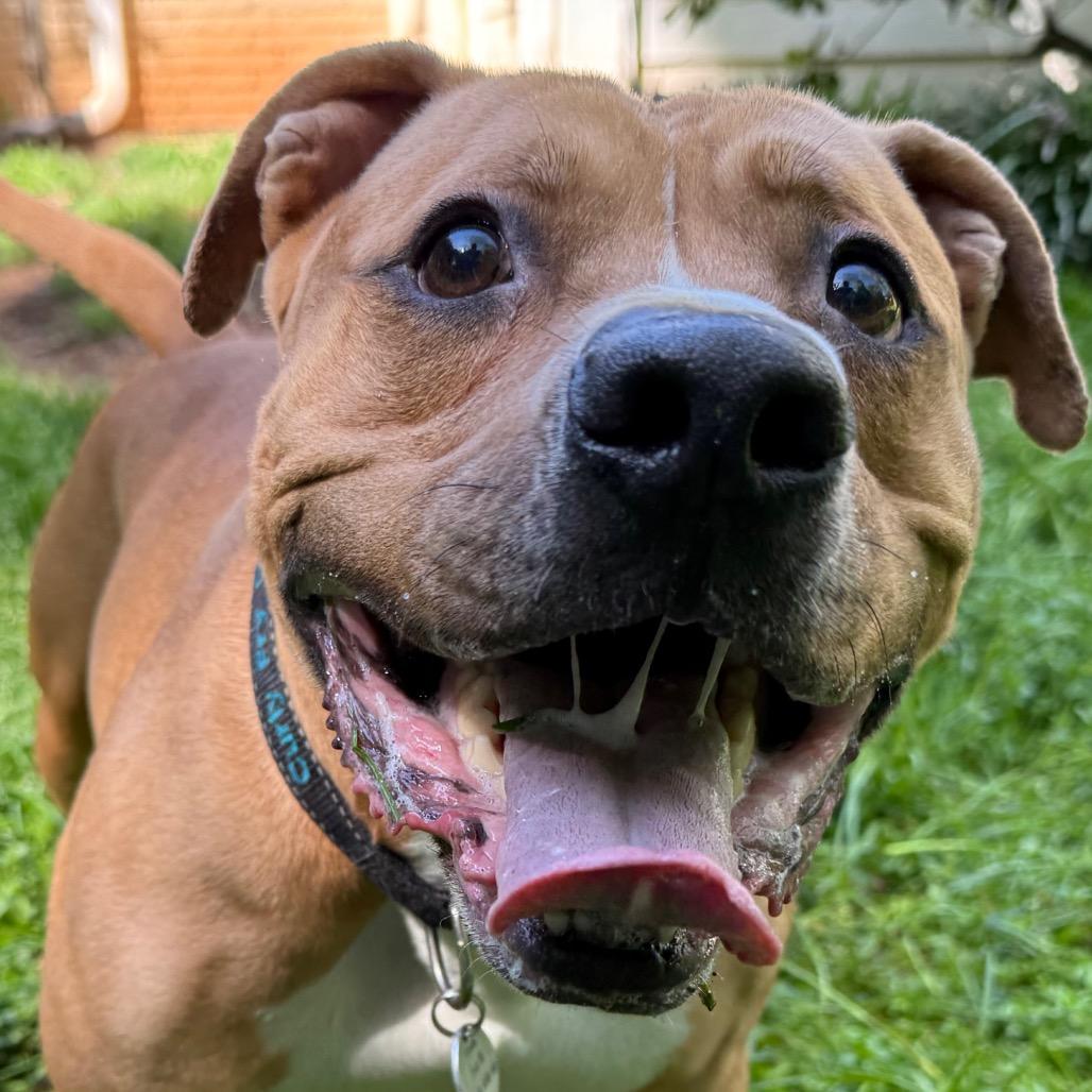 Enlarge Curly Fry, a Adoptable Mixed Breed in Decatur, GA image 6/6
