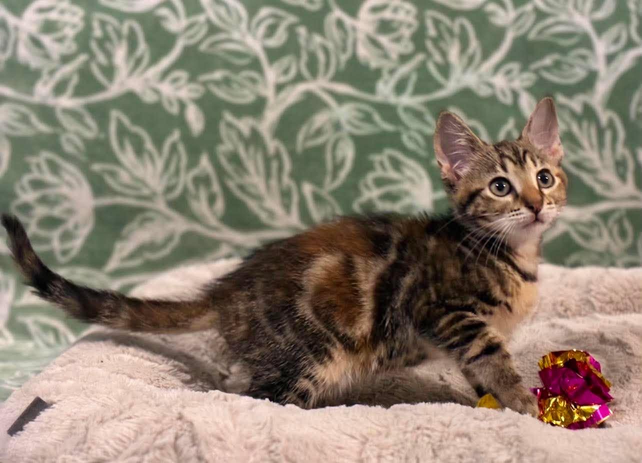 Enlarge Blaze, a Adoptable Domestic Short Hair in Mobile, AL image 3/6