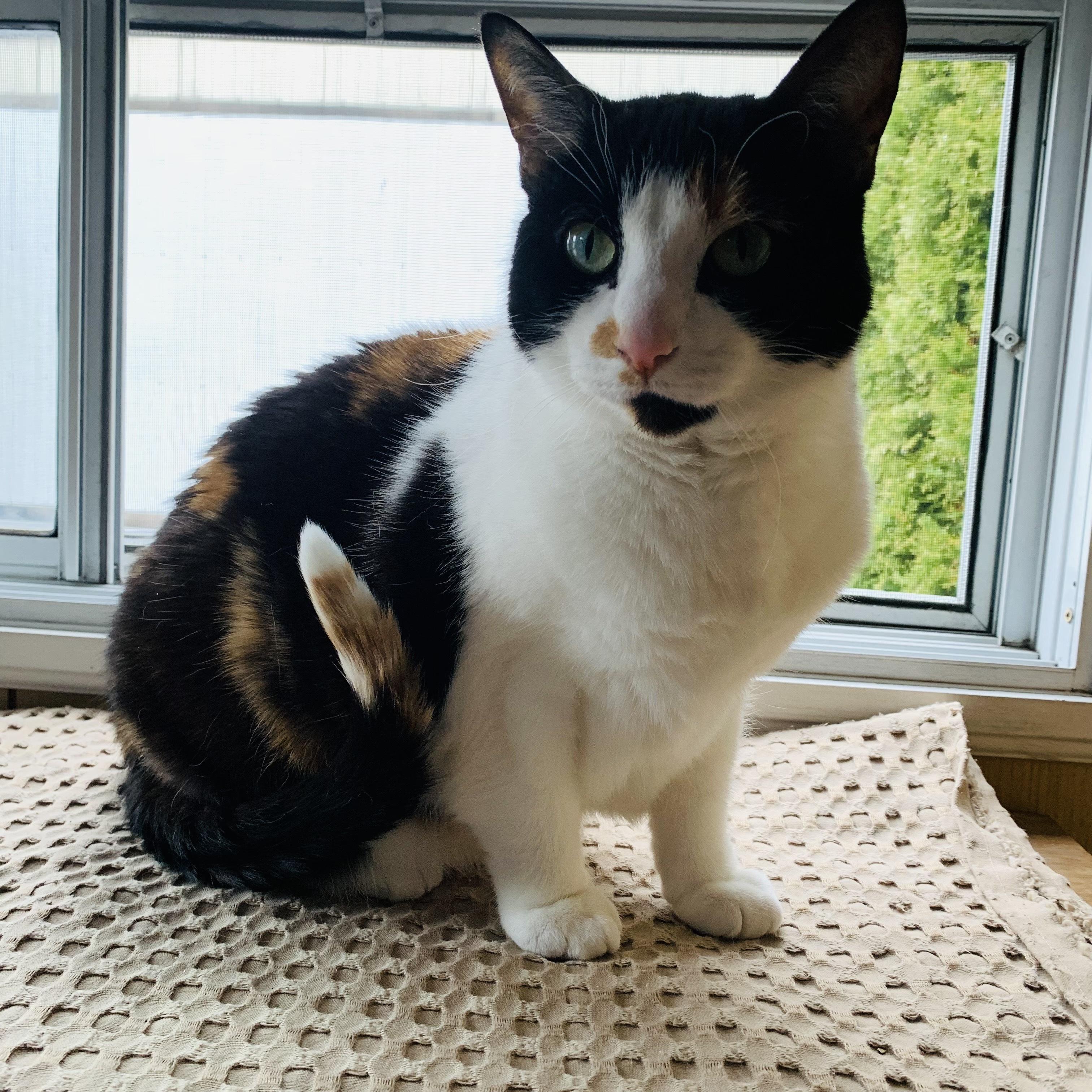 Lumi, a Adoptable Domestic Short Hair in Toronto, ON image 2/4