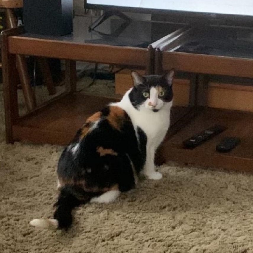 Lumi, a Adoptable Domestic Short Hair in Toronto, ON image 3/4