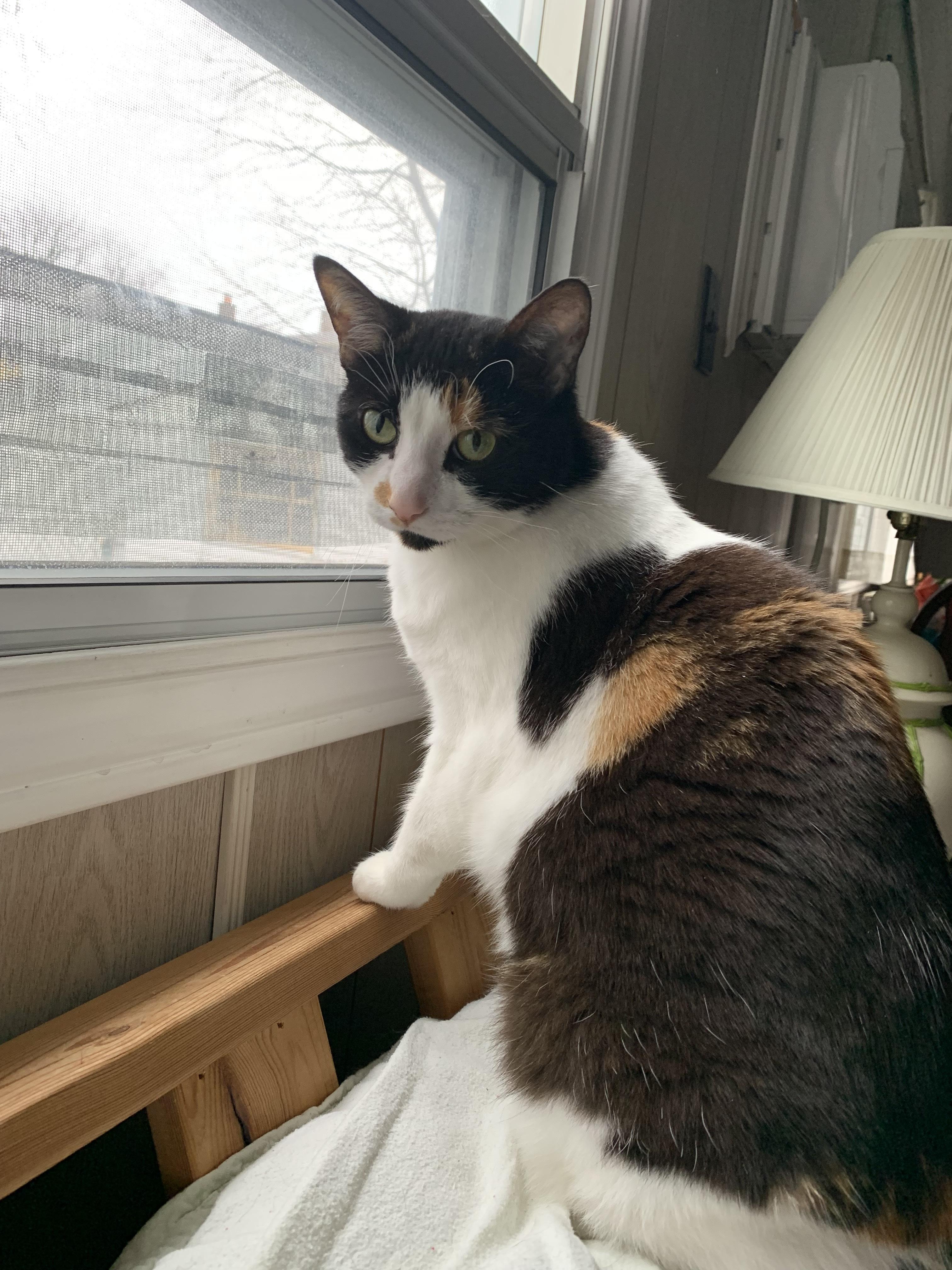 Lumi, Adoptable, Adult Female Domestic Short Hair.